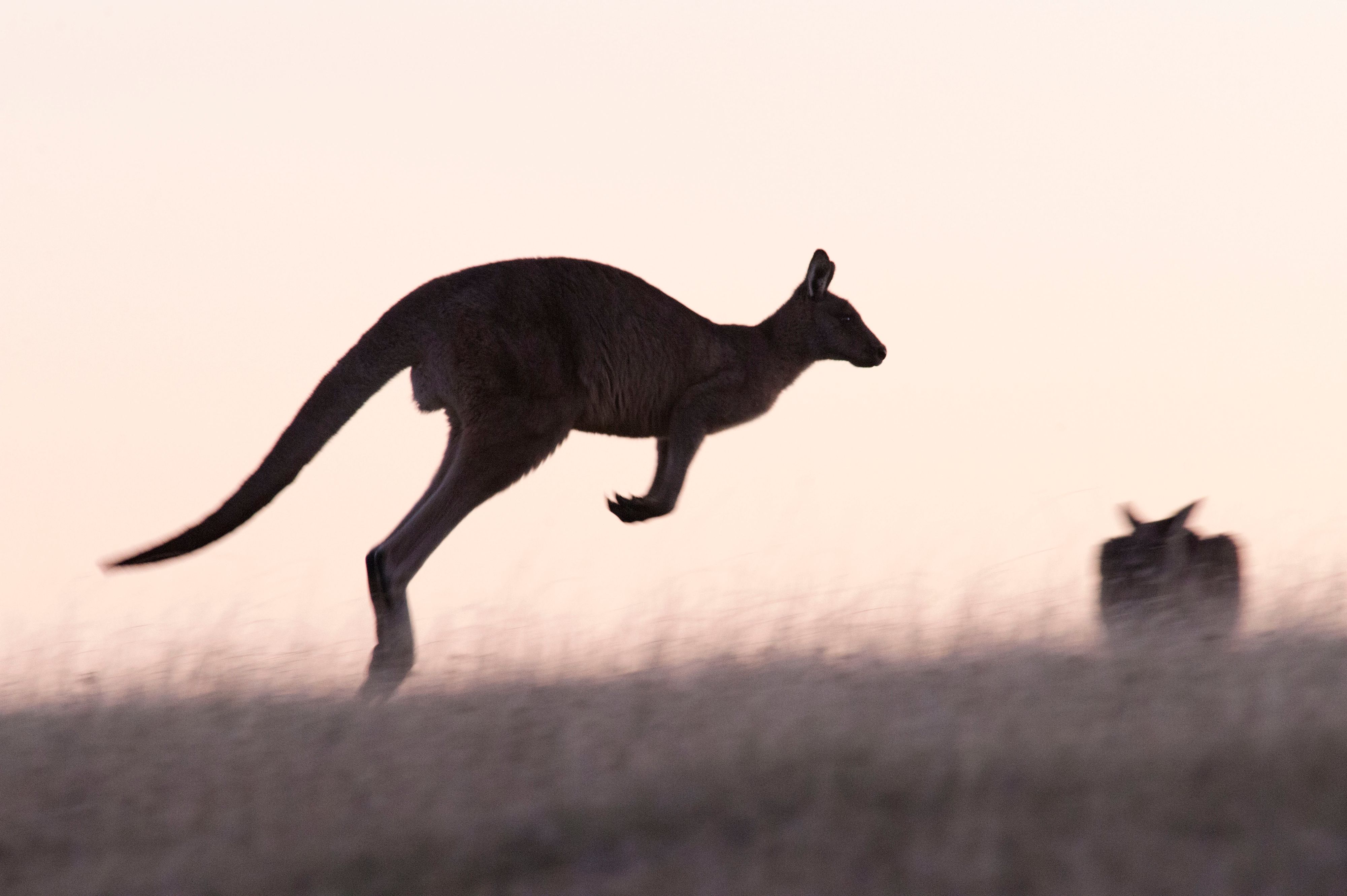 Ein Känguru attackierte am Mittwoch in Australien einen Mann.