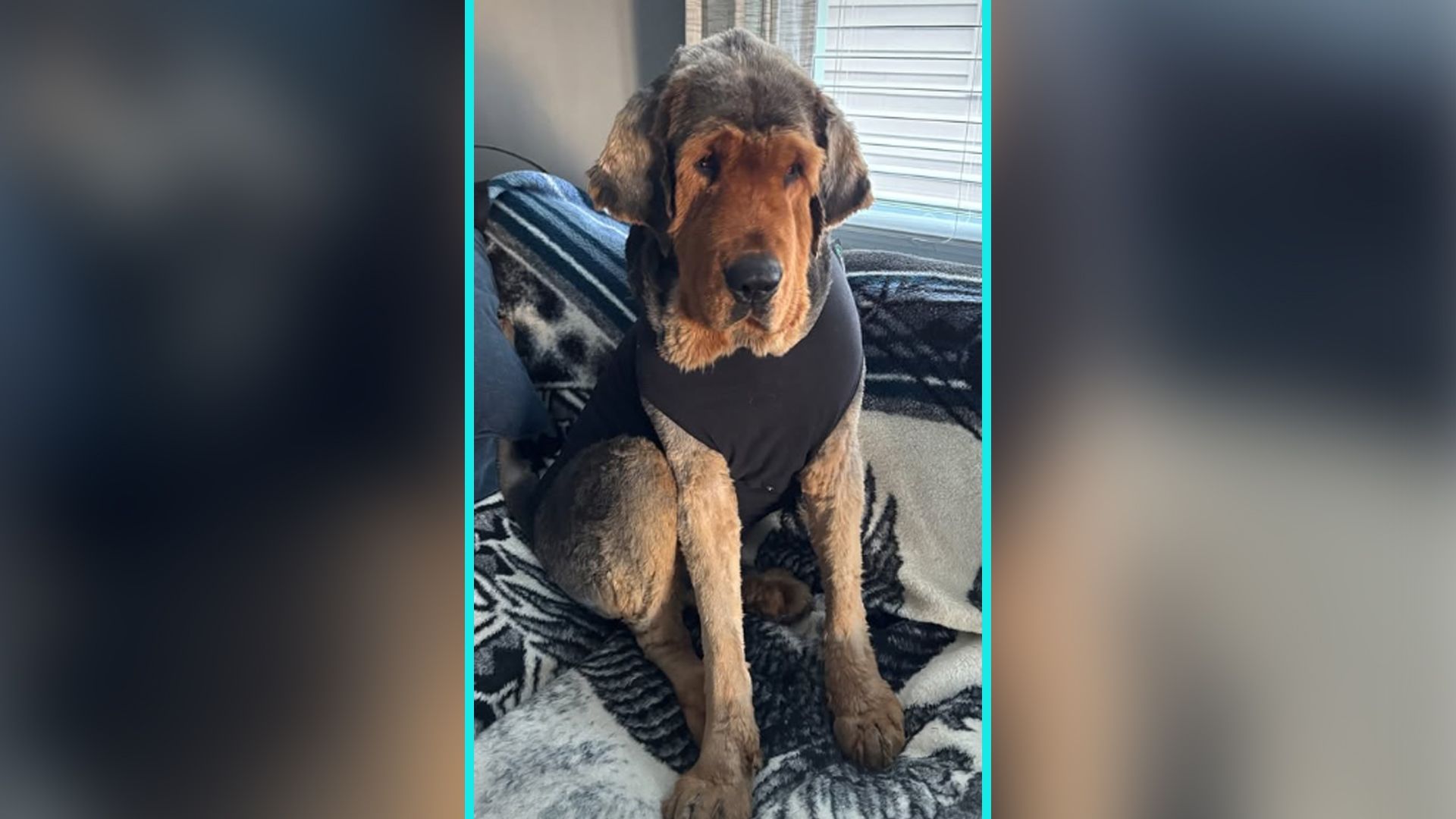 "Sprout" mit Kurzhaarschnitt. Keck sieht sie aus, oder?