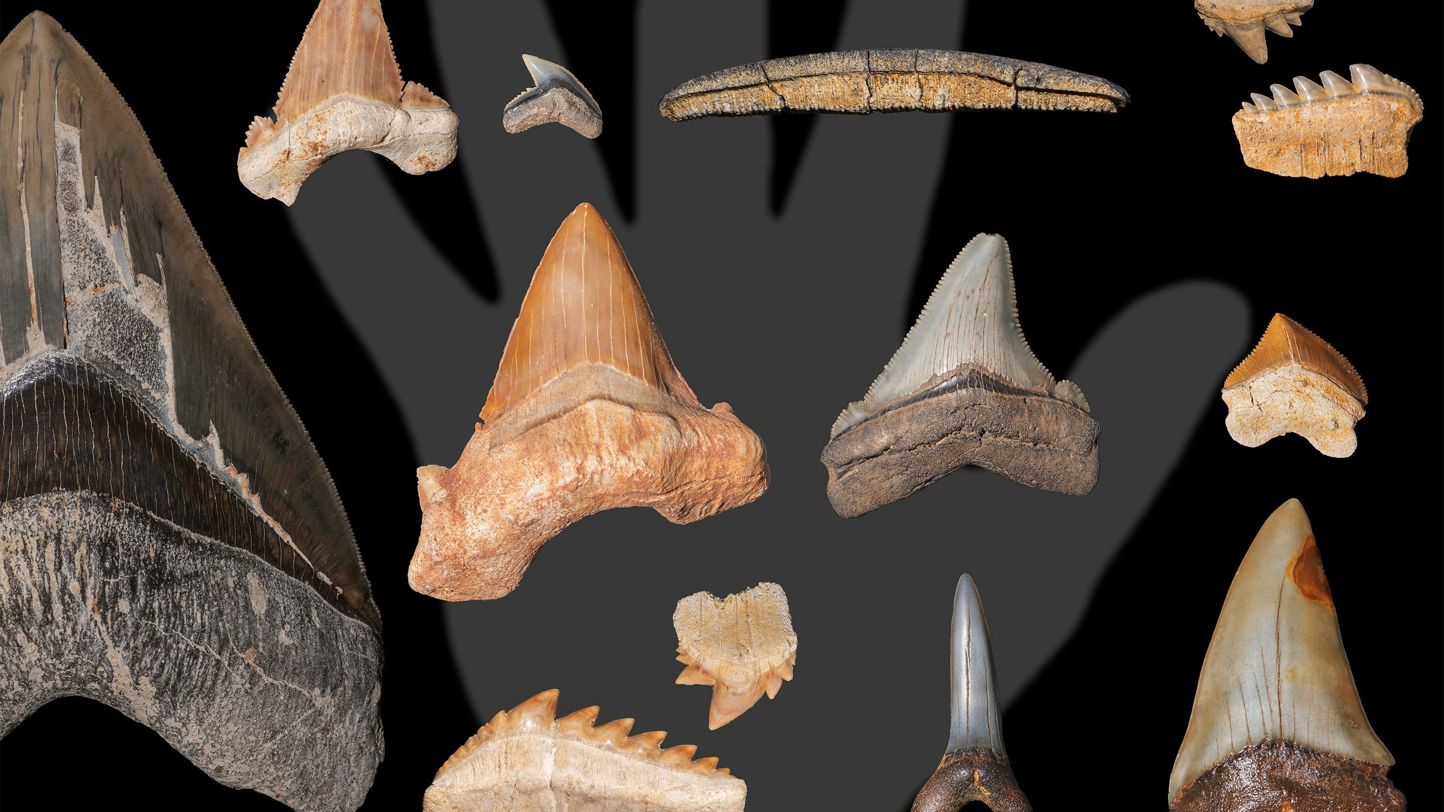 Eine Auswahl fossiler Hai- und Rochenzähne. Im Hintergrund: Hand eines erwachsenen Menschen (zum Größenvergleich)
