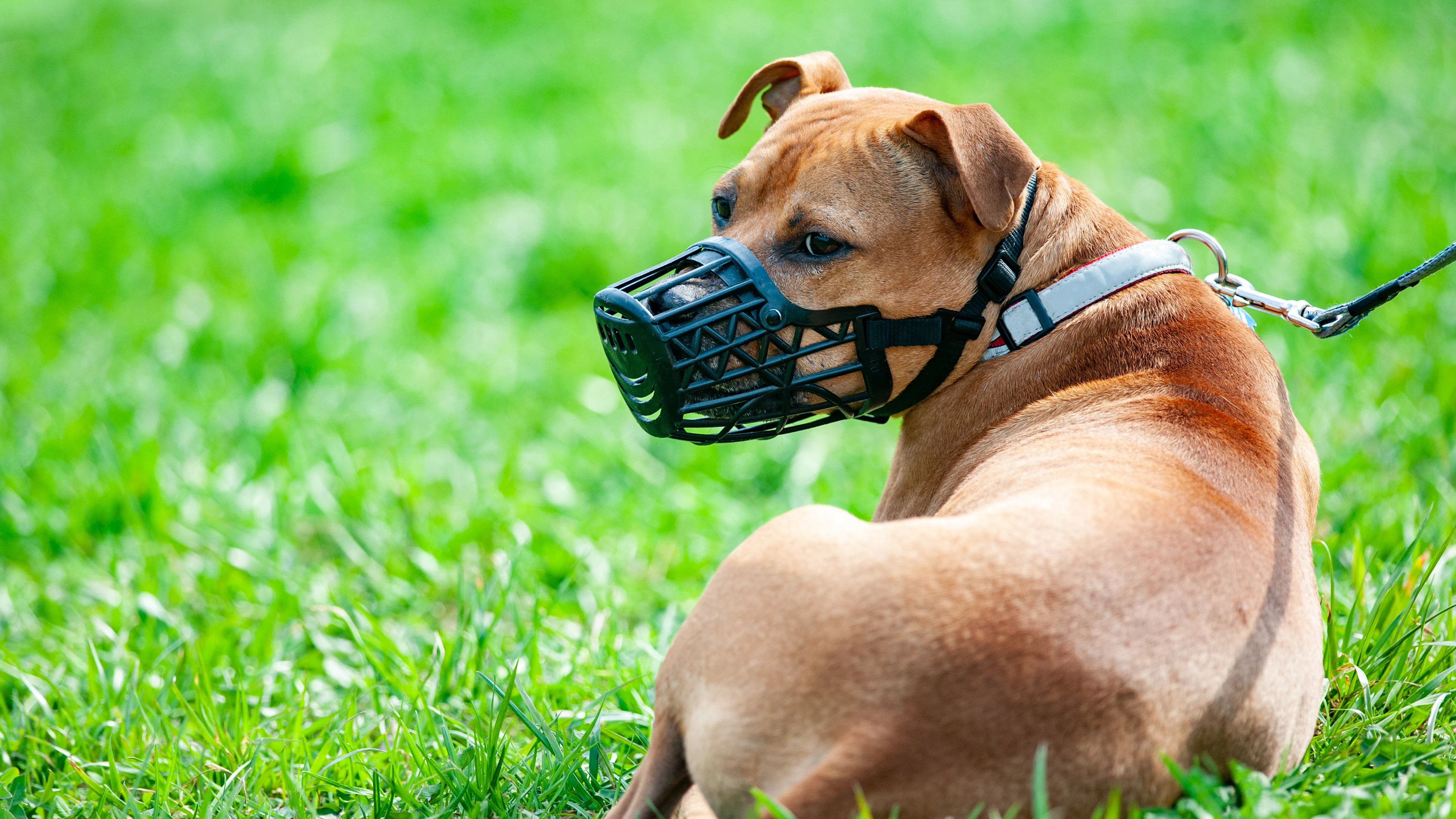 Heute.at - Hier gilt für Hunde bald Leinen- und Maulkorbpflicht