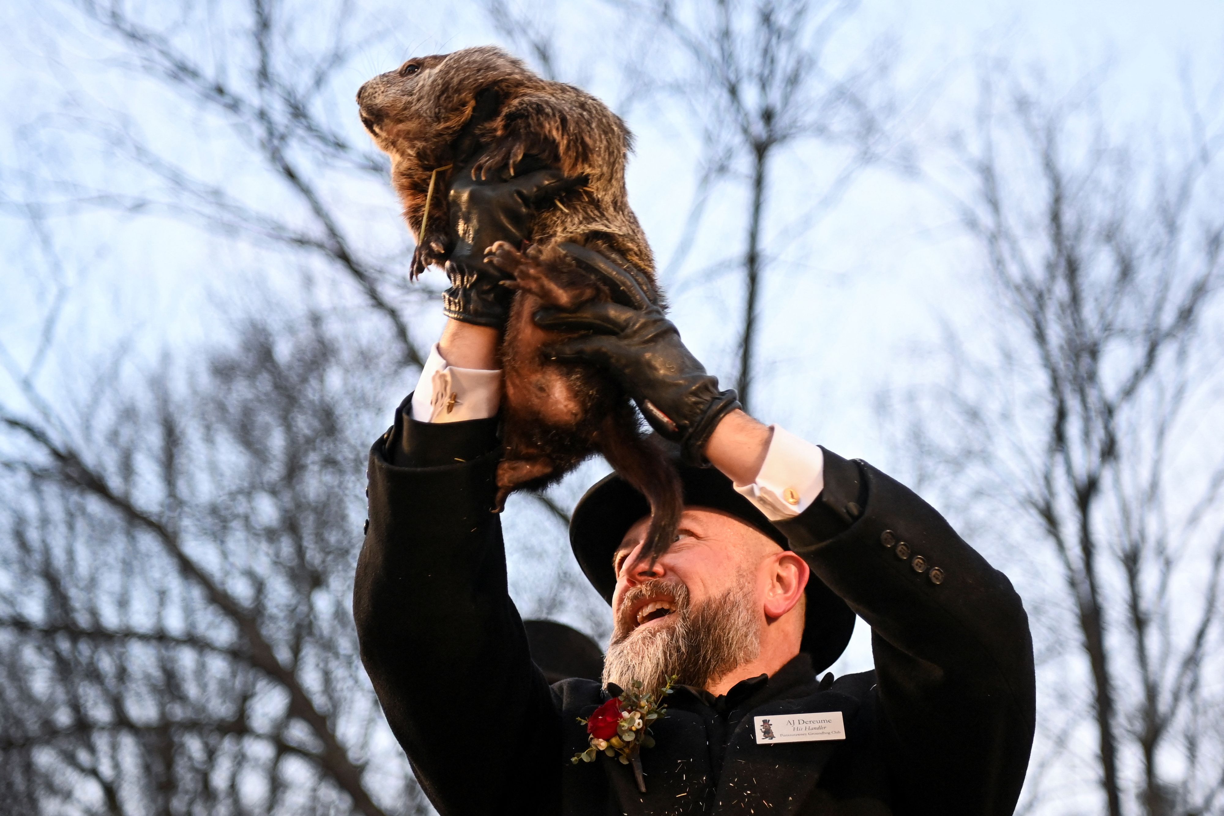 Murmeltier-Betreuer AJ Dereume hält Punxsutawney Phil in die Höhe.