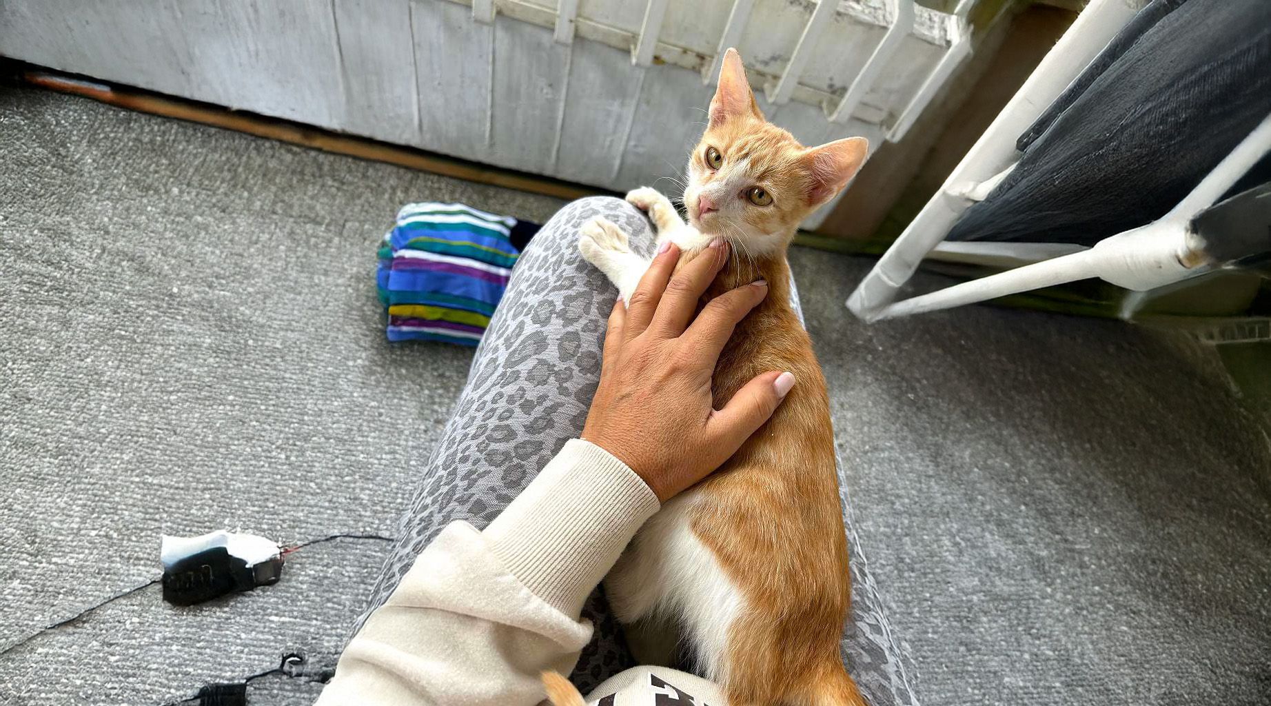 Ravioli sitzt auch während des Toilettengangs gerne auf dem Schoß seines Herrchens.