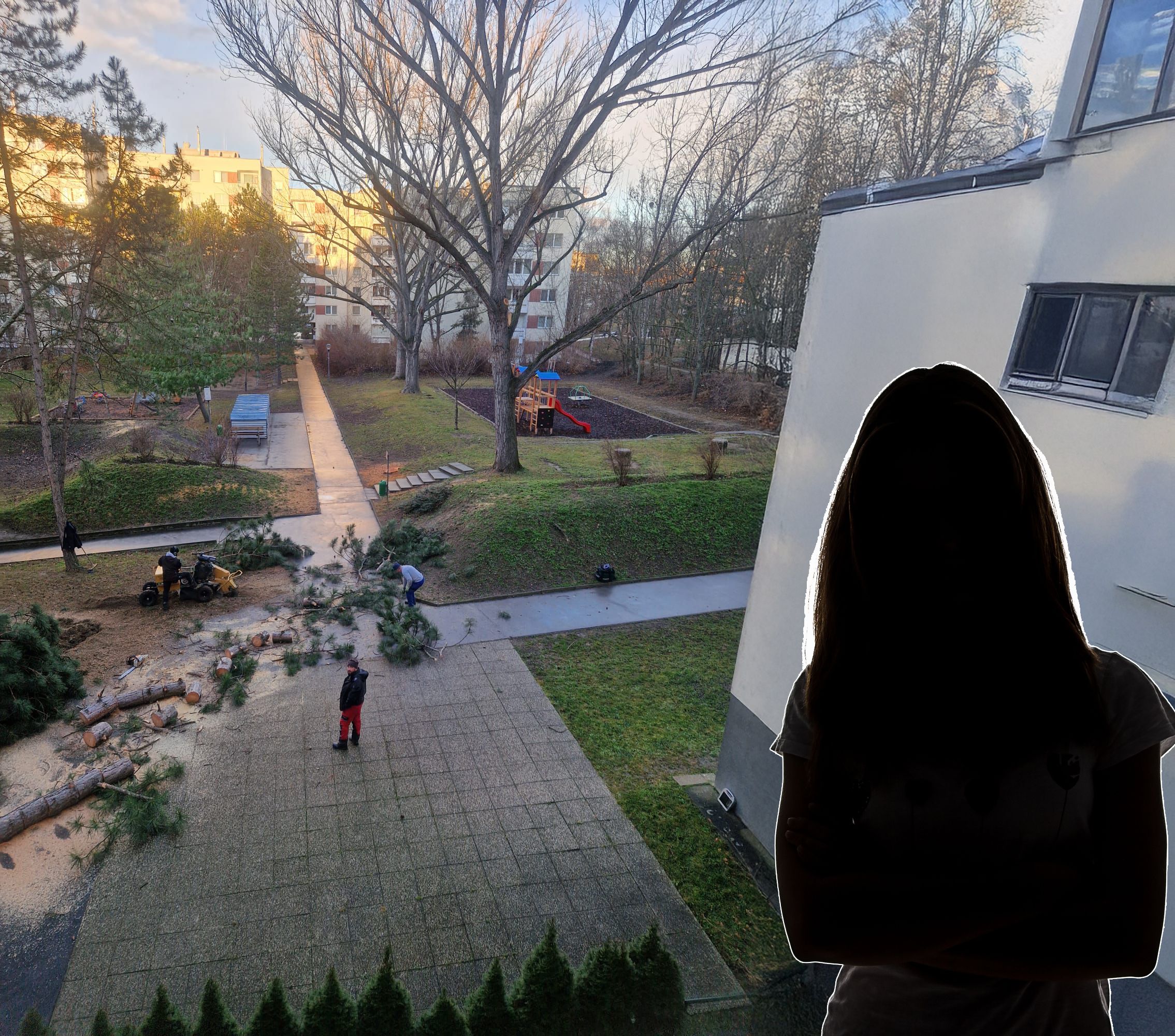 Die Aufregung der Anrainer ist groß: zahlreiche Bäume werden gefällt und die Begründung wirft Fragen auf.