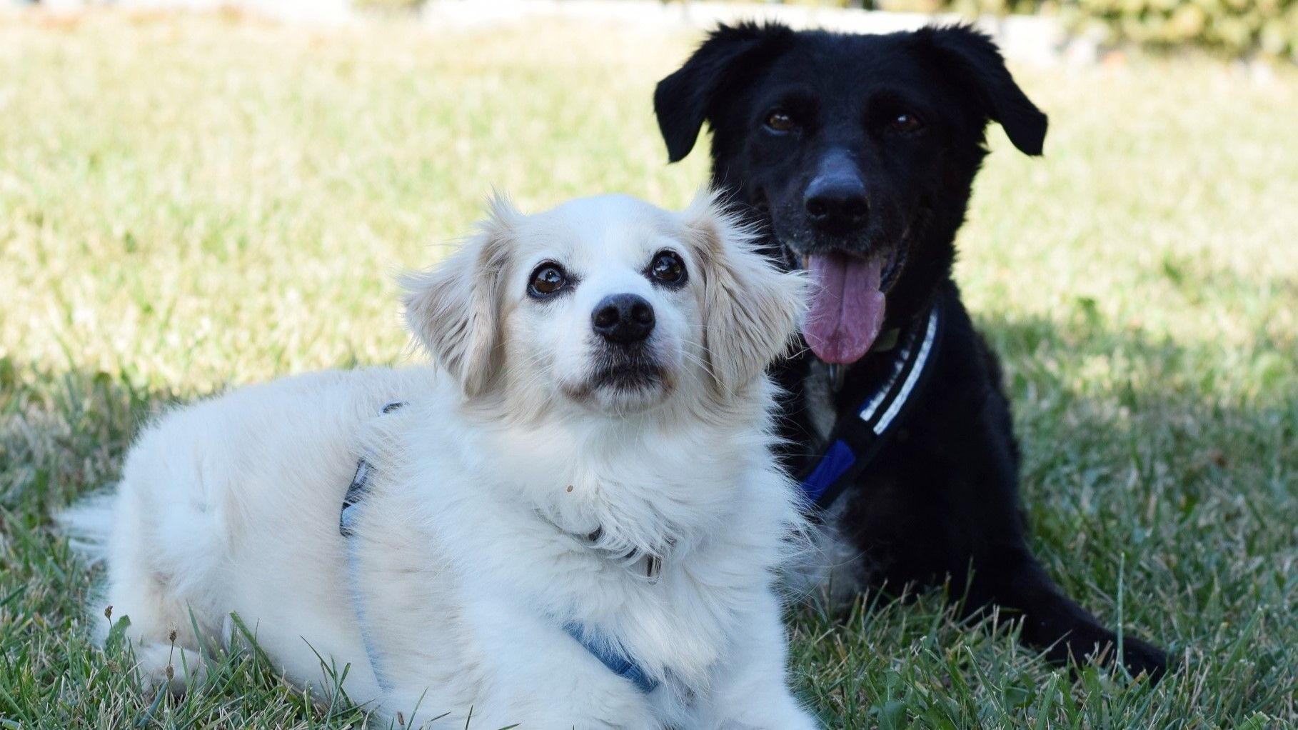 Lechee und Luisa sind ein Herz und eine Seele.