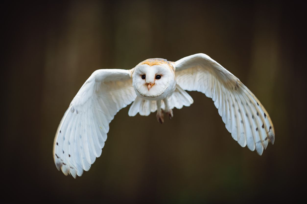Man sollte glauben, dass Schleiereulen von der Beute viel zu gut gesehen werden, oder? 
