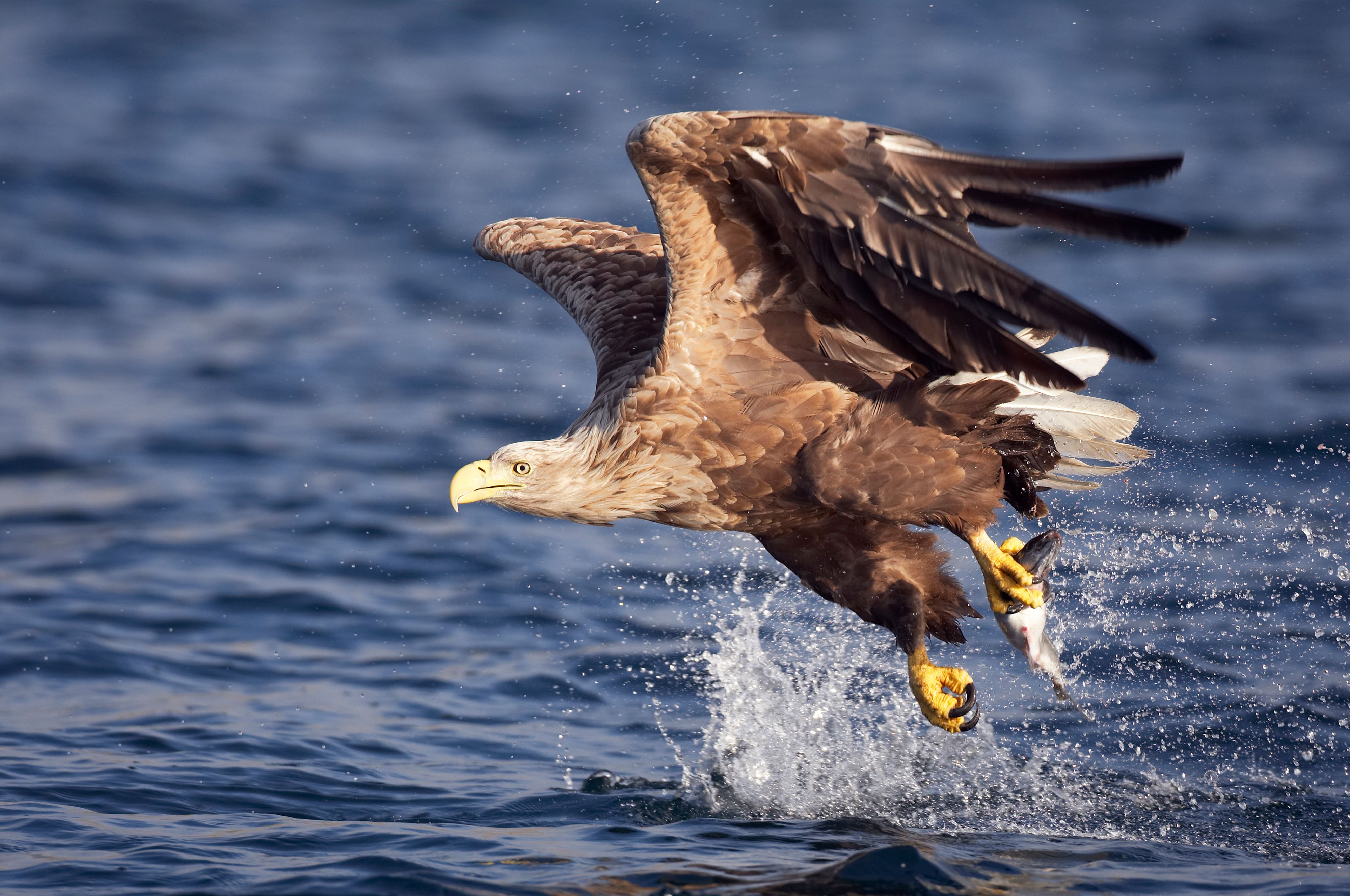Unserem Seeadler wird momentan eine optimistische Prognose für die Zukunft gestellt.