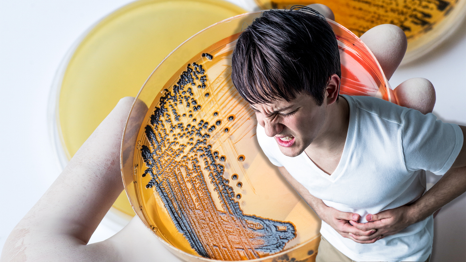 Salmonellenbakterien sind einer der Hauptverursacher von Lebensmittelvergiftungen.