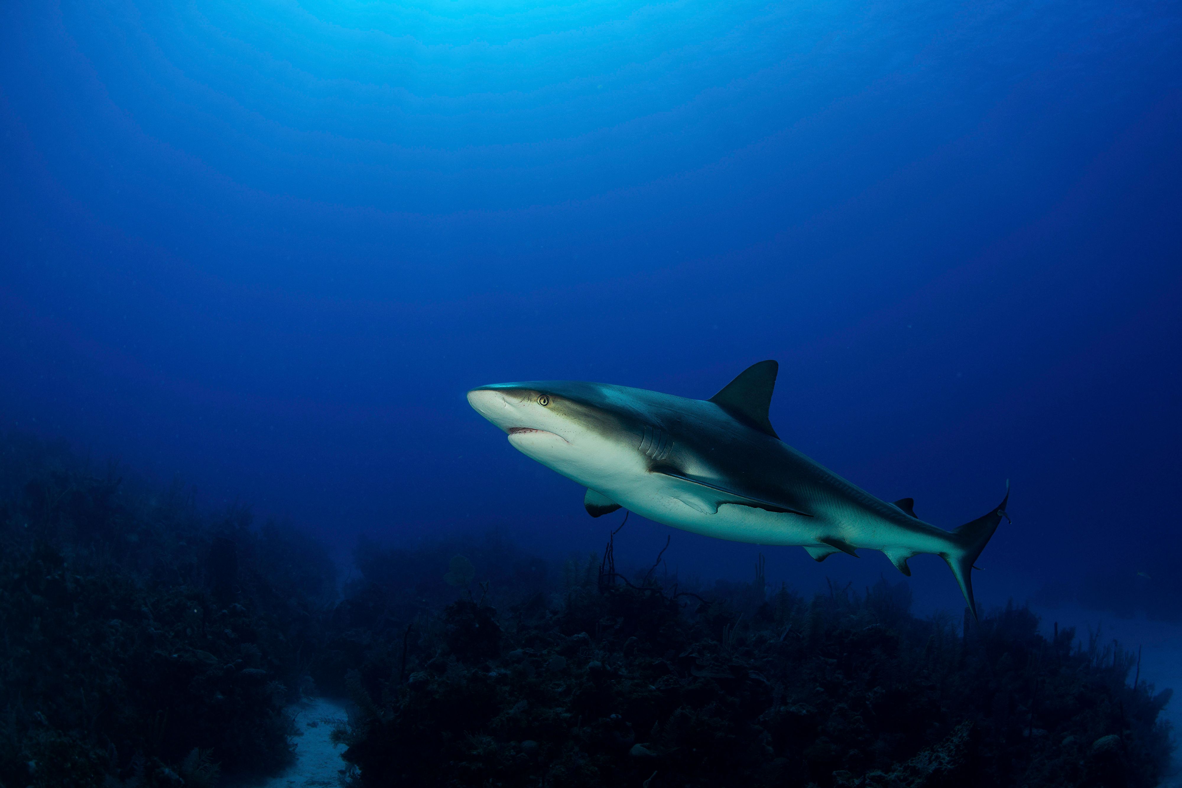 Der Hai hat die Schwimmerin 100 Meter vom Ufer entfernt attackiert. Symbolbild.