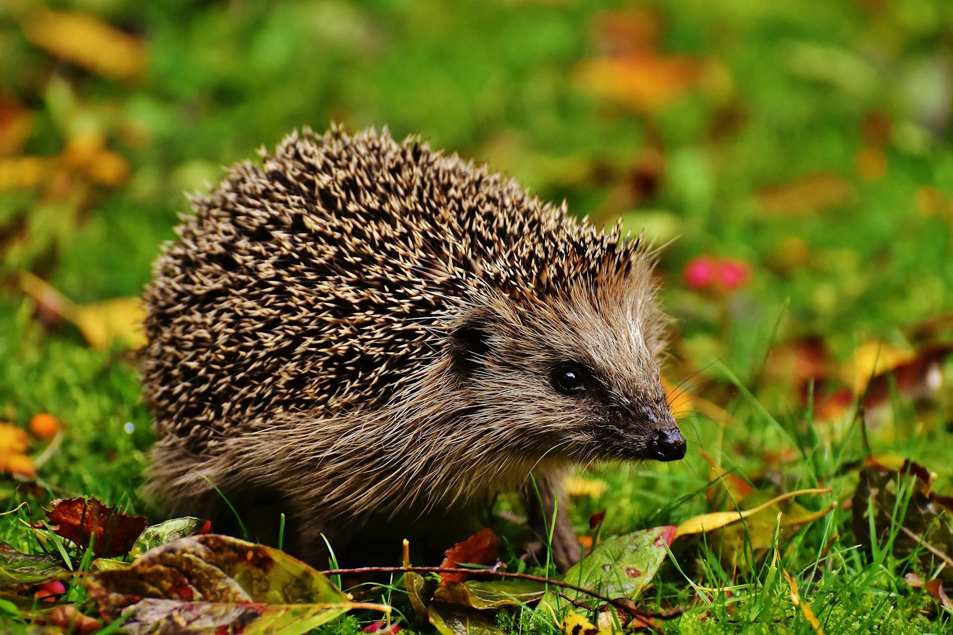 Unsere Igel kämpfen ums Überleben – mit ziemlich schlechten Chancen.