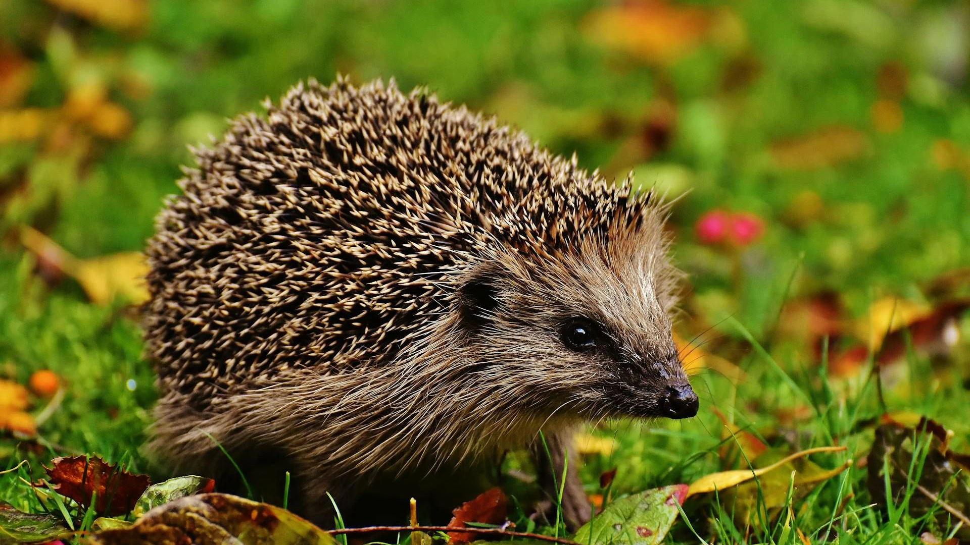 Heute.at - Igel sorgt für großen Polizeieinsatz in Supermarkt
