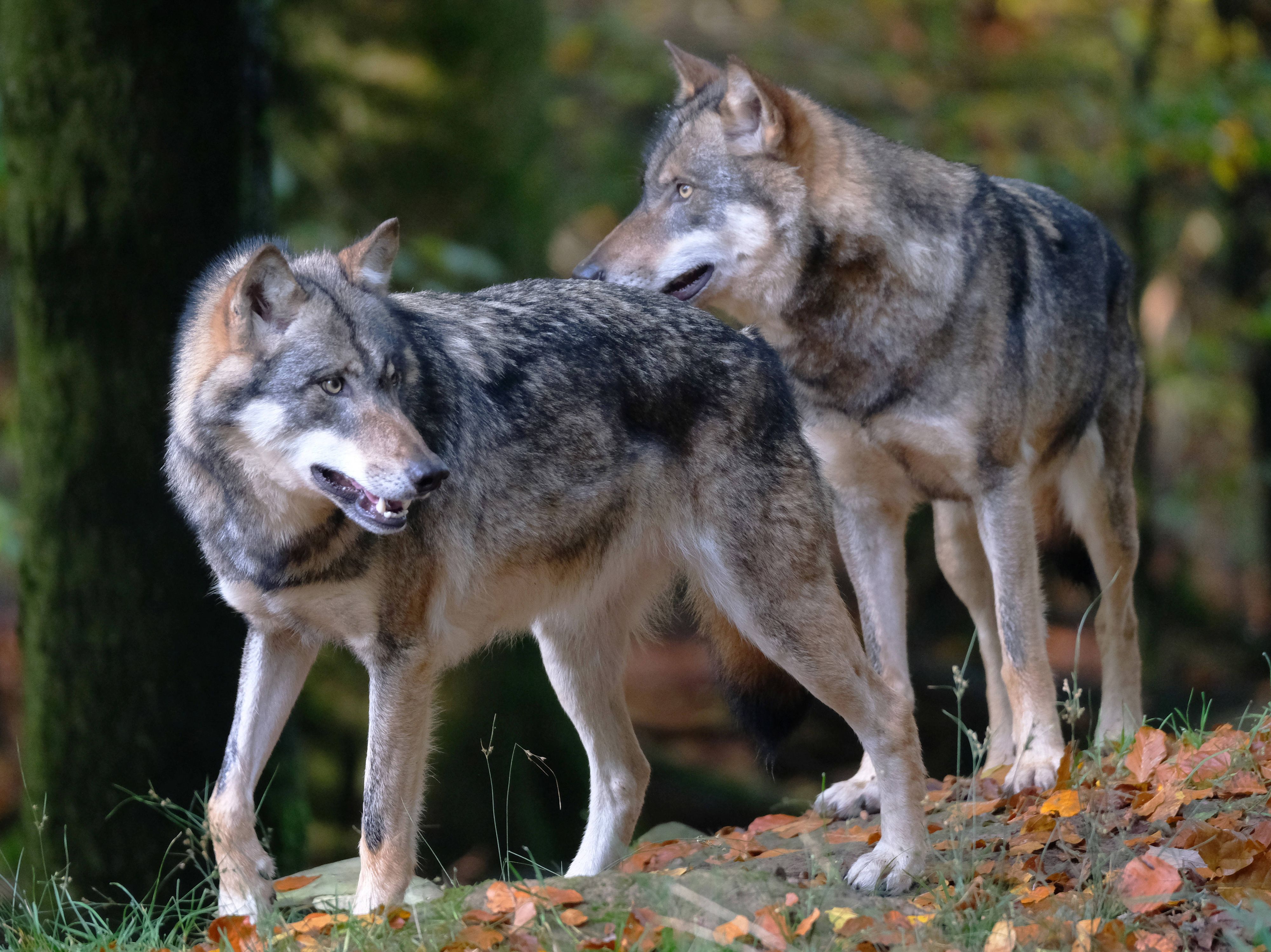 In den italienischen Alpen in der Provinz Trentino wurden vier tote Wölfe aufgefunden – es wird eine Vergiftung vermutet. (Symbolbild)