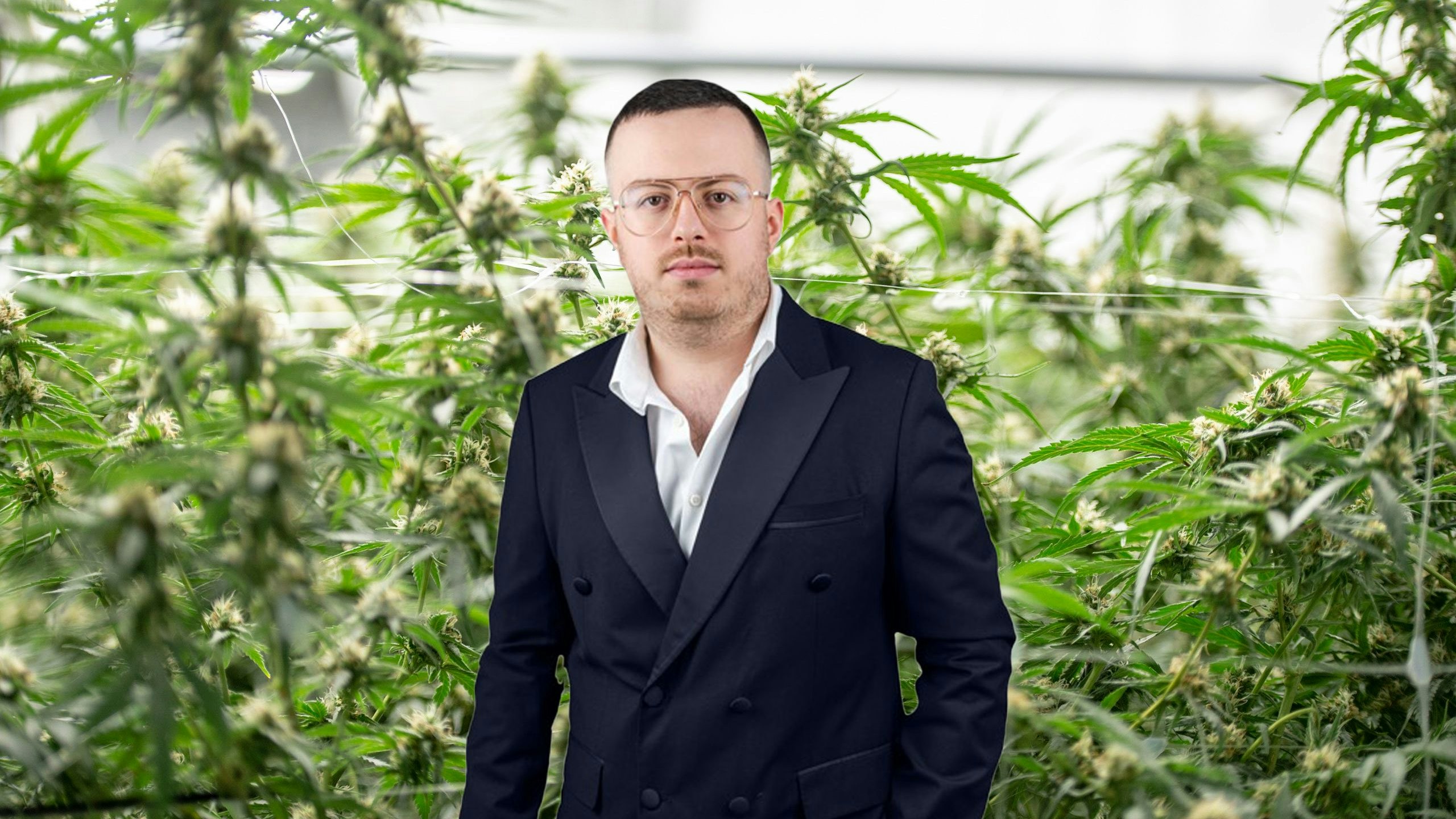 Close up of marijuana growing for a medical marijuana supplier.