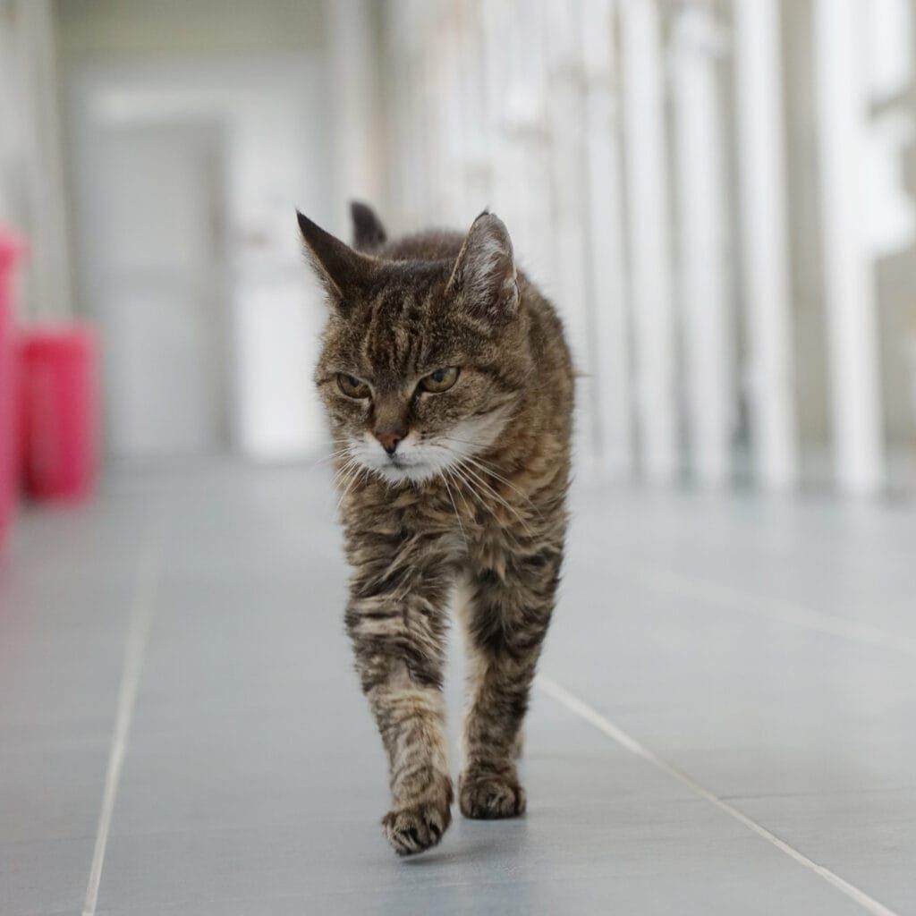 Katzenoma Hannelore hat schon eine schwere Krankheit hinter sich.