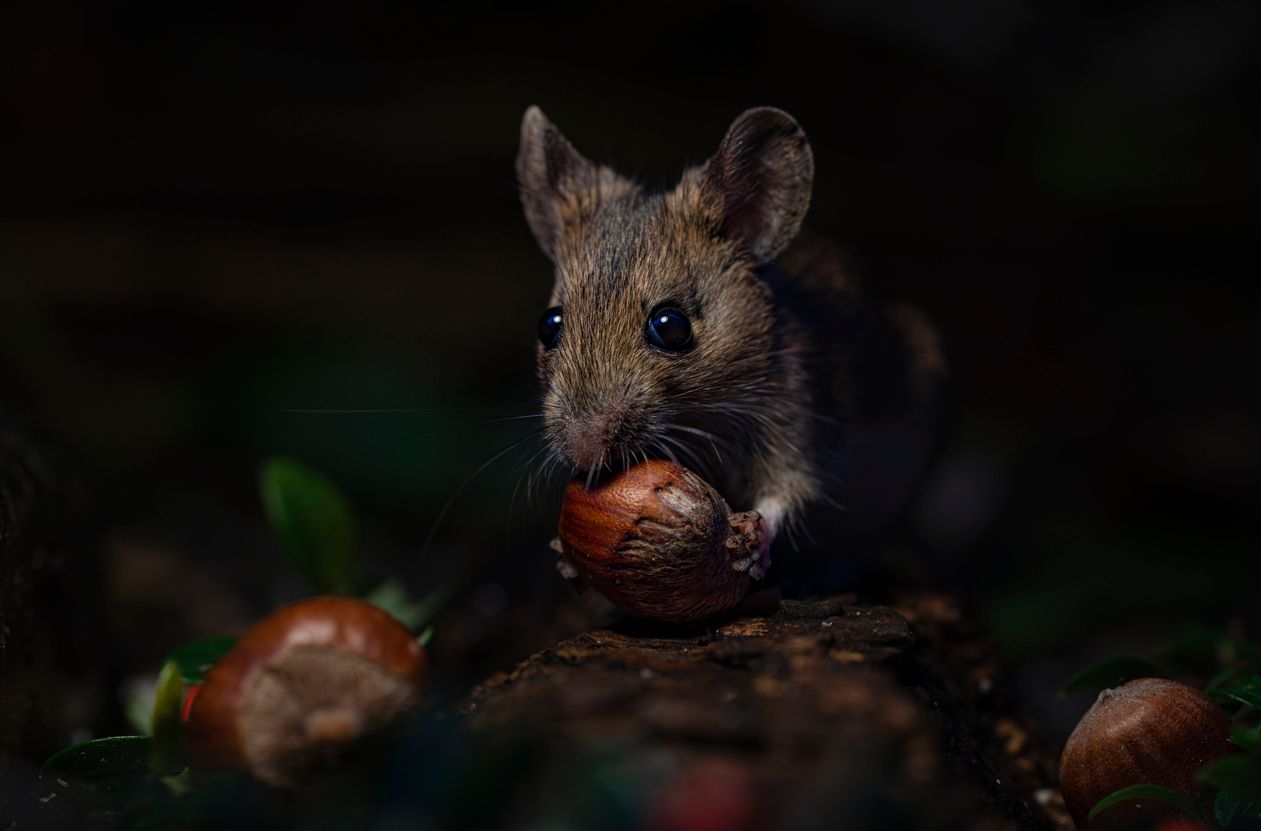 Mäusedamen wissen genau was sie wollen. 