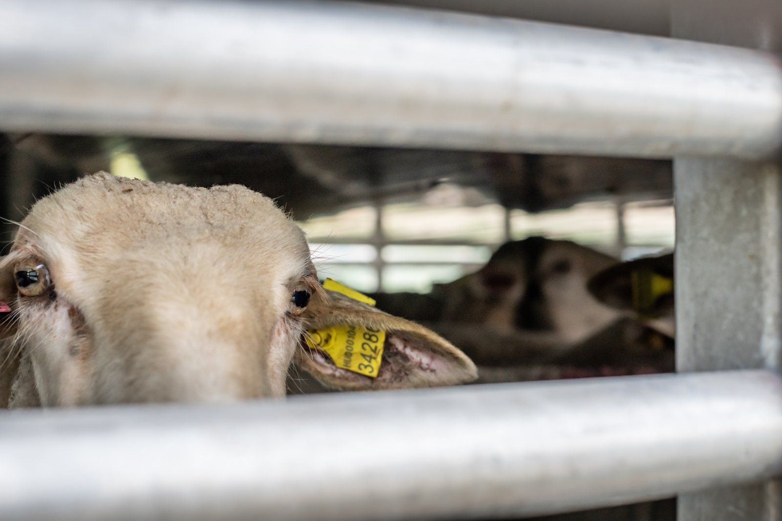 Nur 24 Kilometer von der ungarischen Grenze entfernt, wurde ein Ausbruch einer tödlichen Tierseuche dokumentiert.