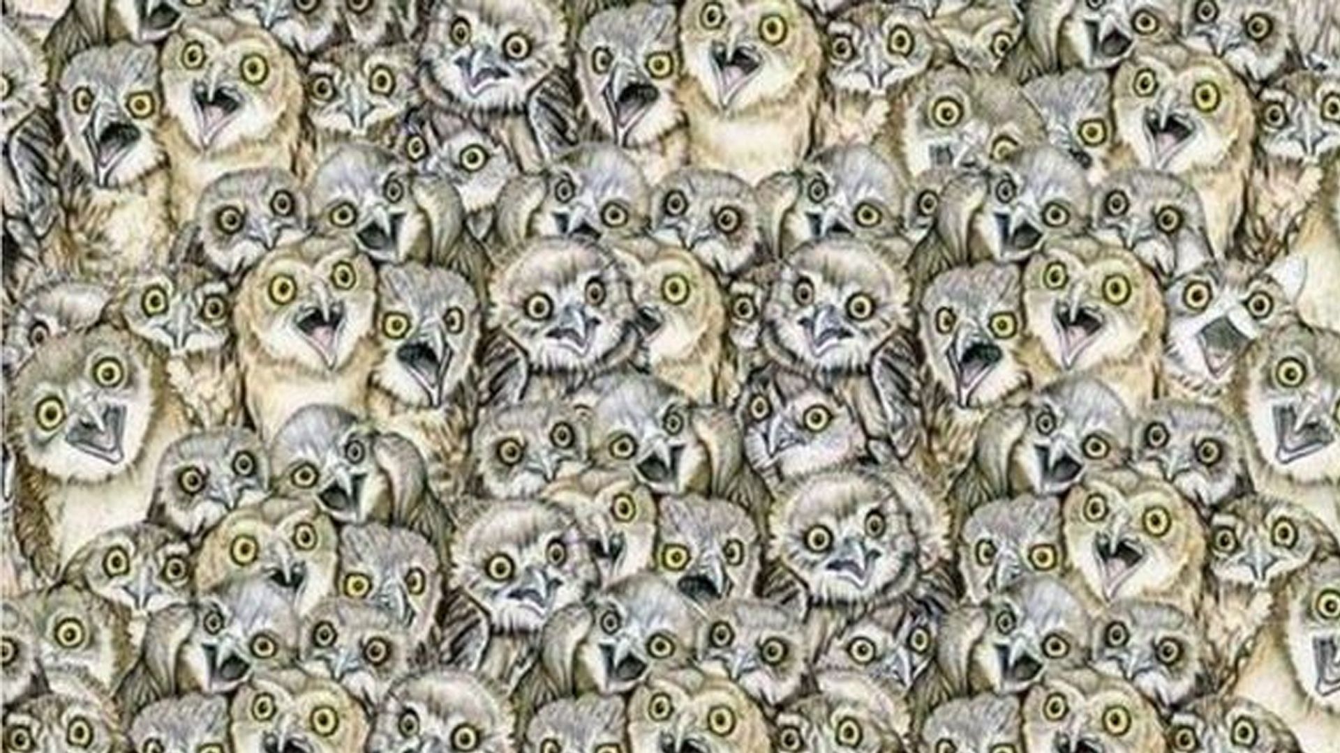 Irgendwo in diesem Bild soll sich eine Katze unter den Eulen verstecken.