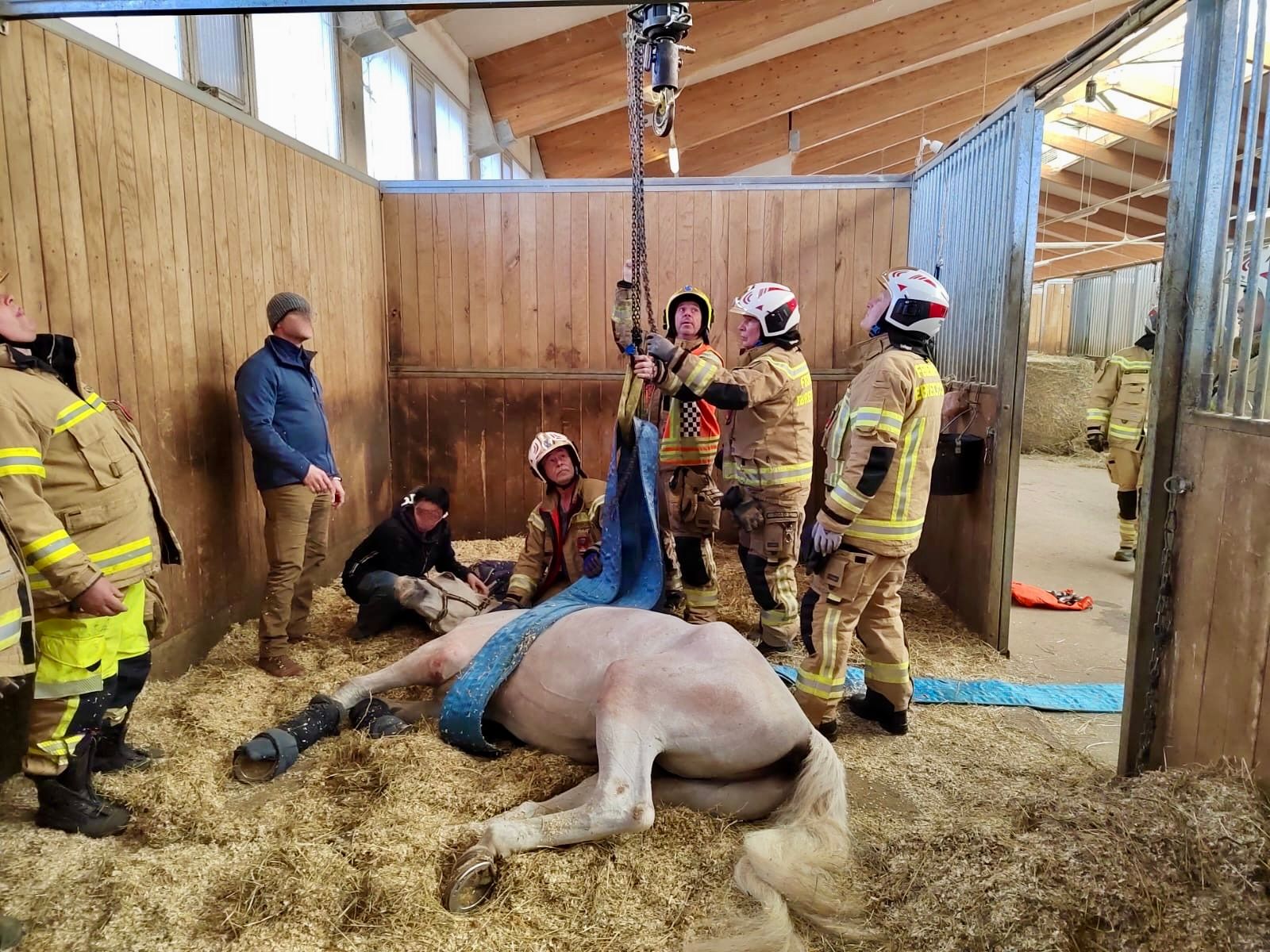 Das Pferd konnte nicht mehr aufstehen. Die Feuerwehr Ebreichsdorf half mit einem Kran.