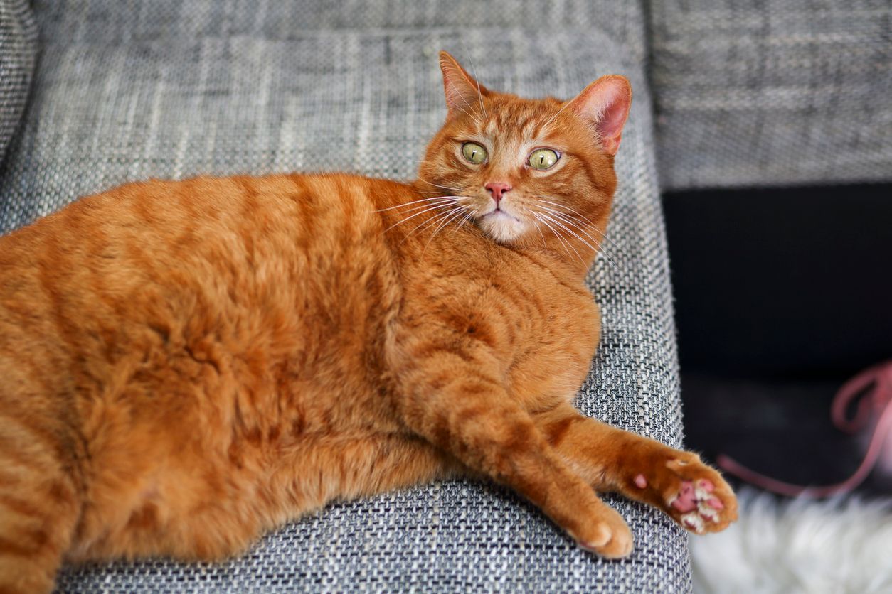 Unsere Haustiere (so wie alle anderen Tiere) stehen niemals für sexuelle Praktiken zur Verfügung!