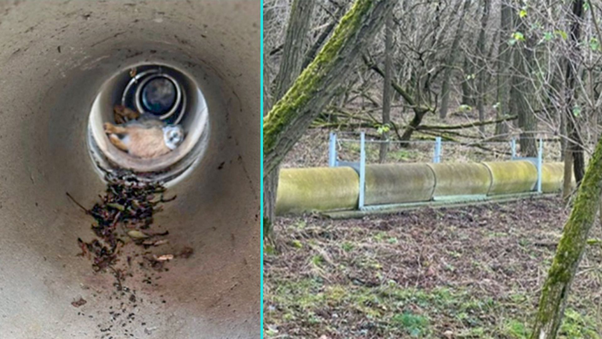 Der Feldhase starb in der Lebendfalle einen qualvollen und langsamen Tod, der nicht notwendig gewesen wäre.