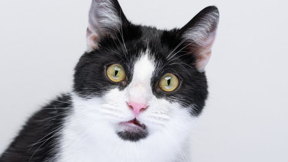 Ein 58-Jähriger wurde in der Schweiz verurteilt, weil er seine Katze sexuell missbraucht hat