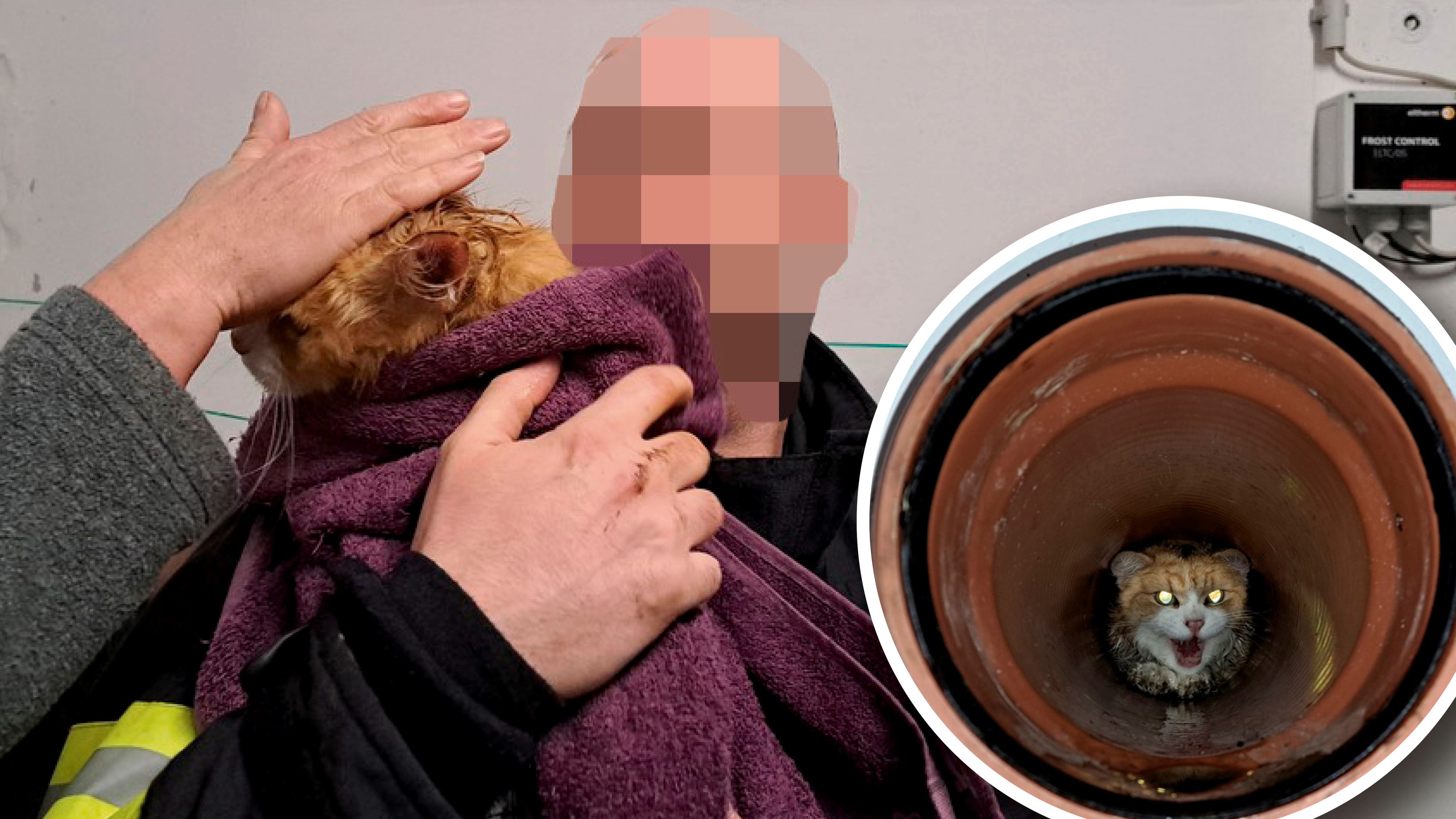 Der Kater blieb in Bad Ischl (Bez. Gmunden) in einem Rohr stecken, konnte nicht mehr hinaus.