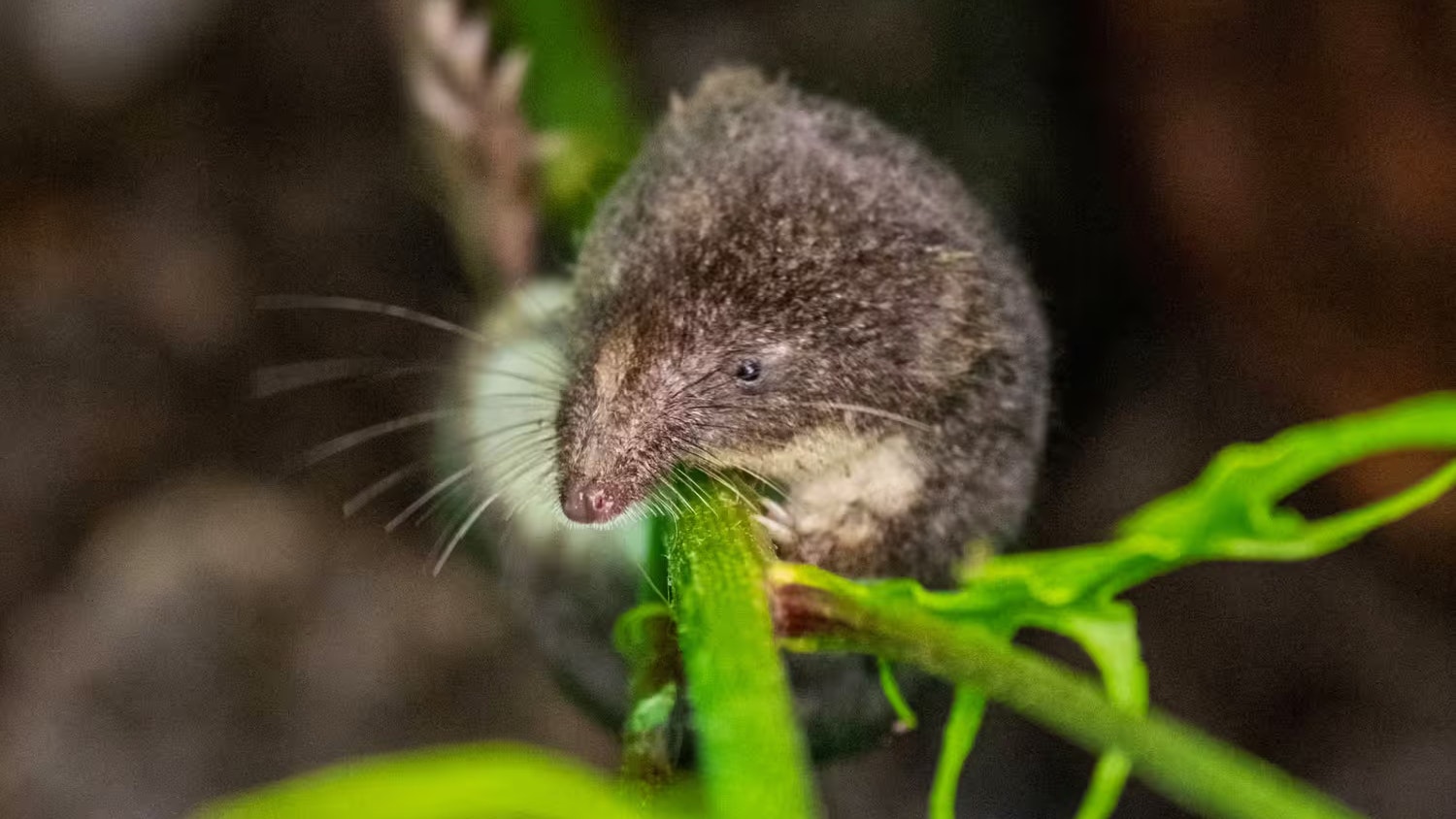 Ein Virus wurde erstmals bei Spitzmäusen in Alabama festgestellt: Das Camp-Hill-Virus.