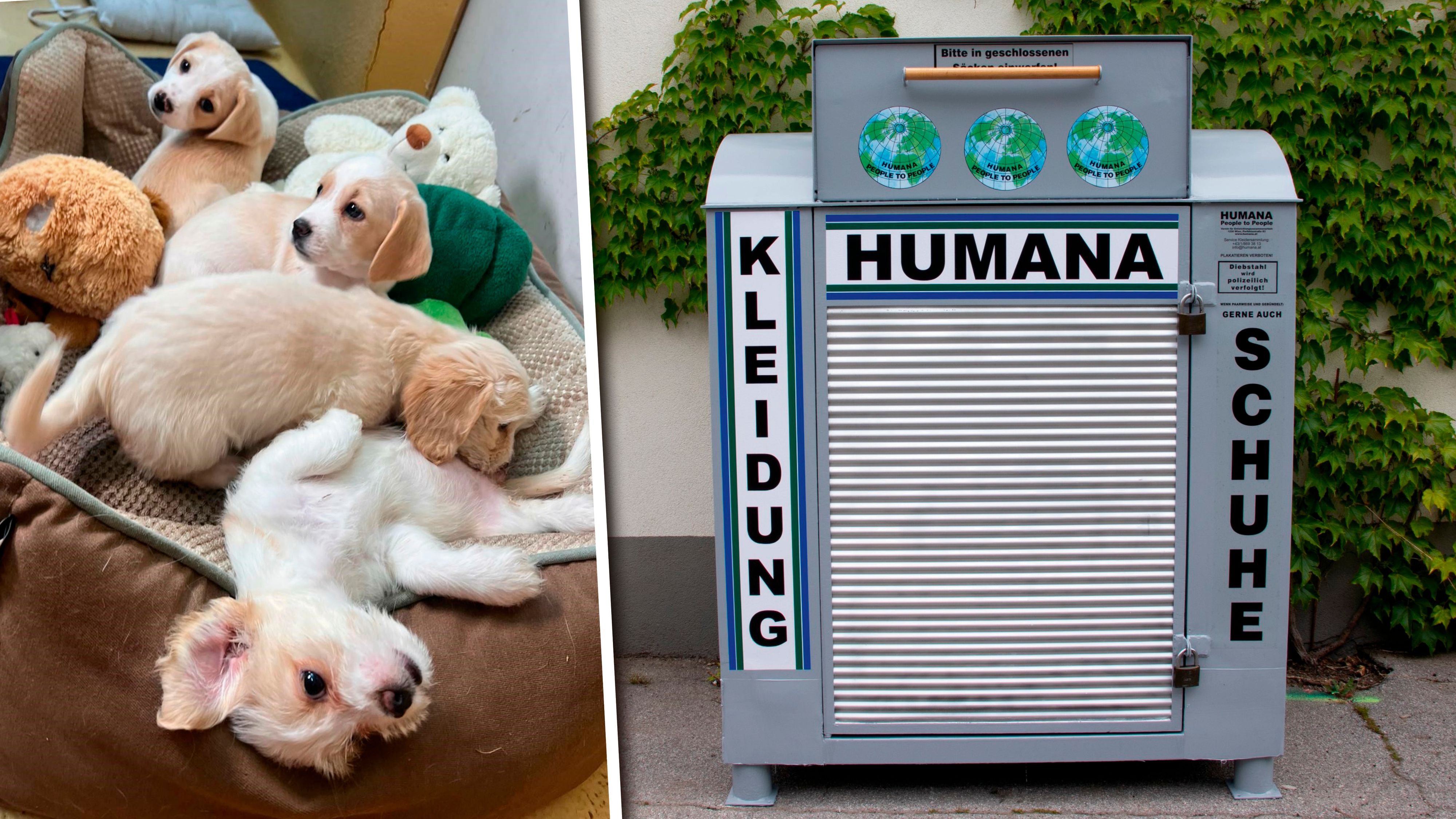Diese Hundewelpen wurden in einen Altkleider-Container in Wien-Liesing geworfen.