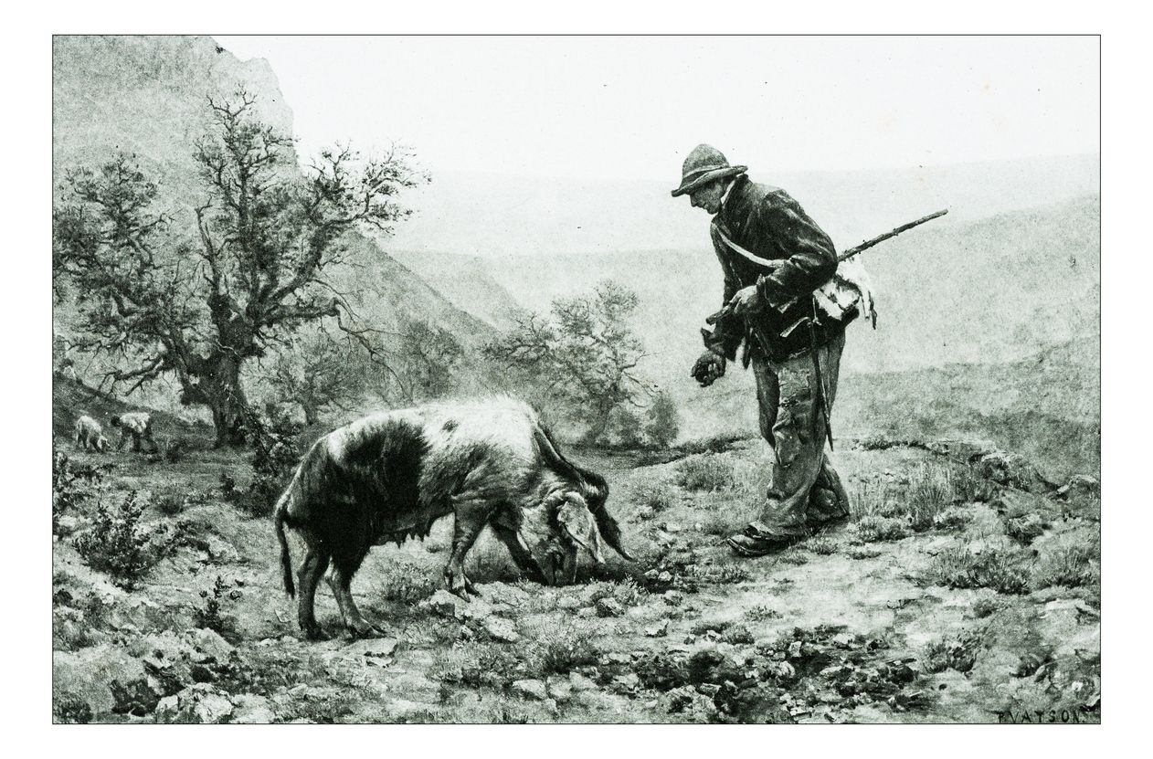 Das Trüffelschwein wurde ziemlich lange für die Suche nach dem teuren Pilz eingesetzt.