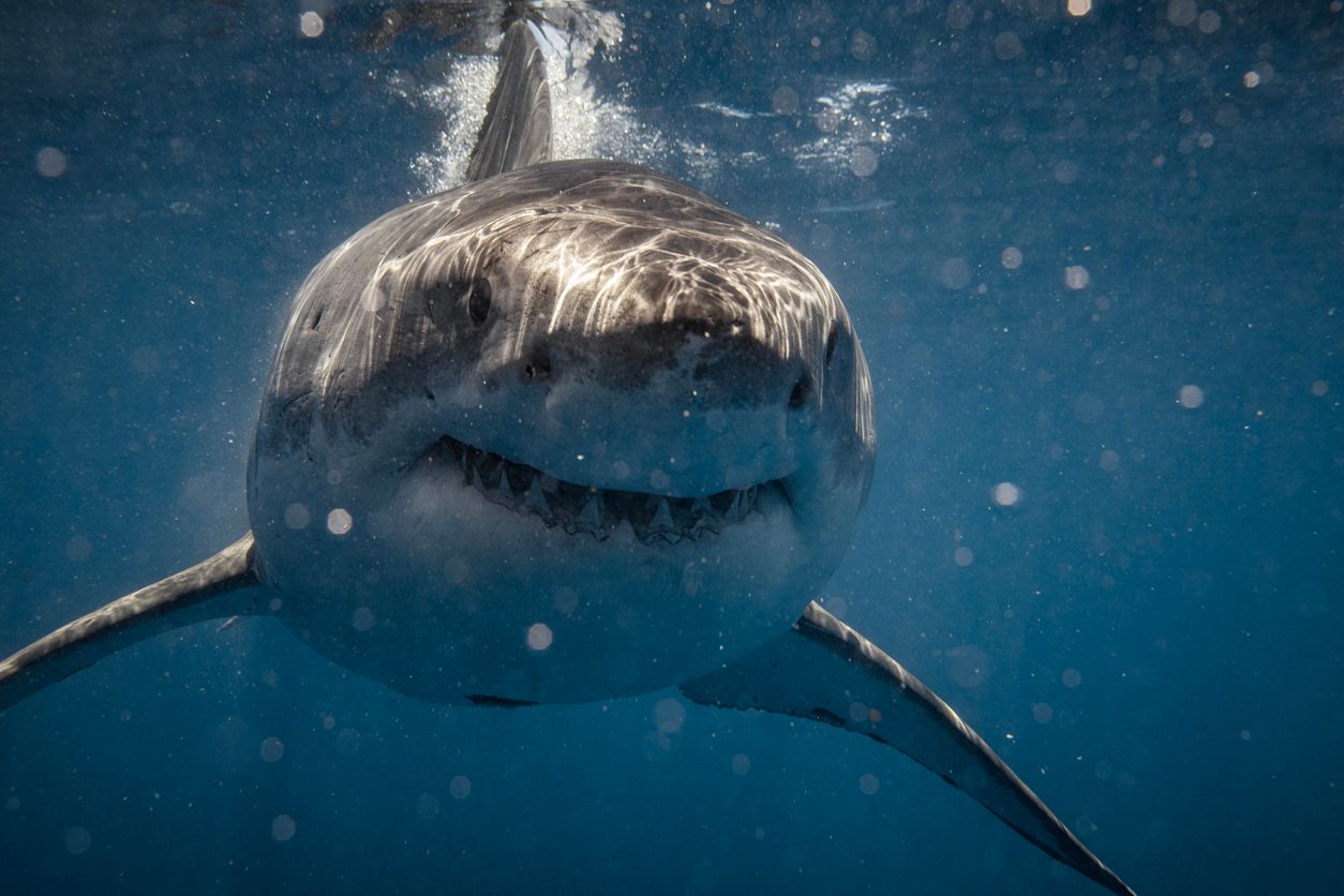 Ob der Weiße Hai tatsächlich auch der 