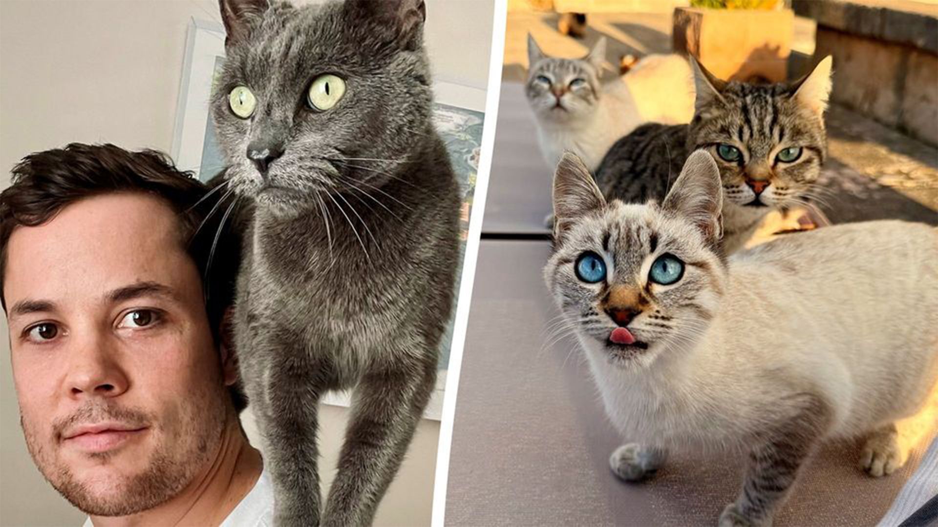 Etwa 20 Katzen werden jetzt von Sam Kinnear täglich versorgt.