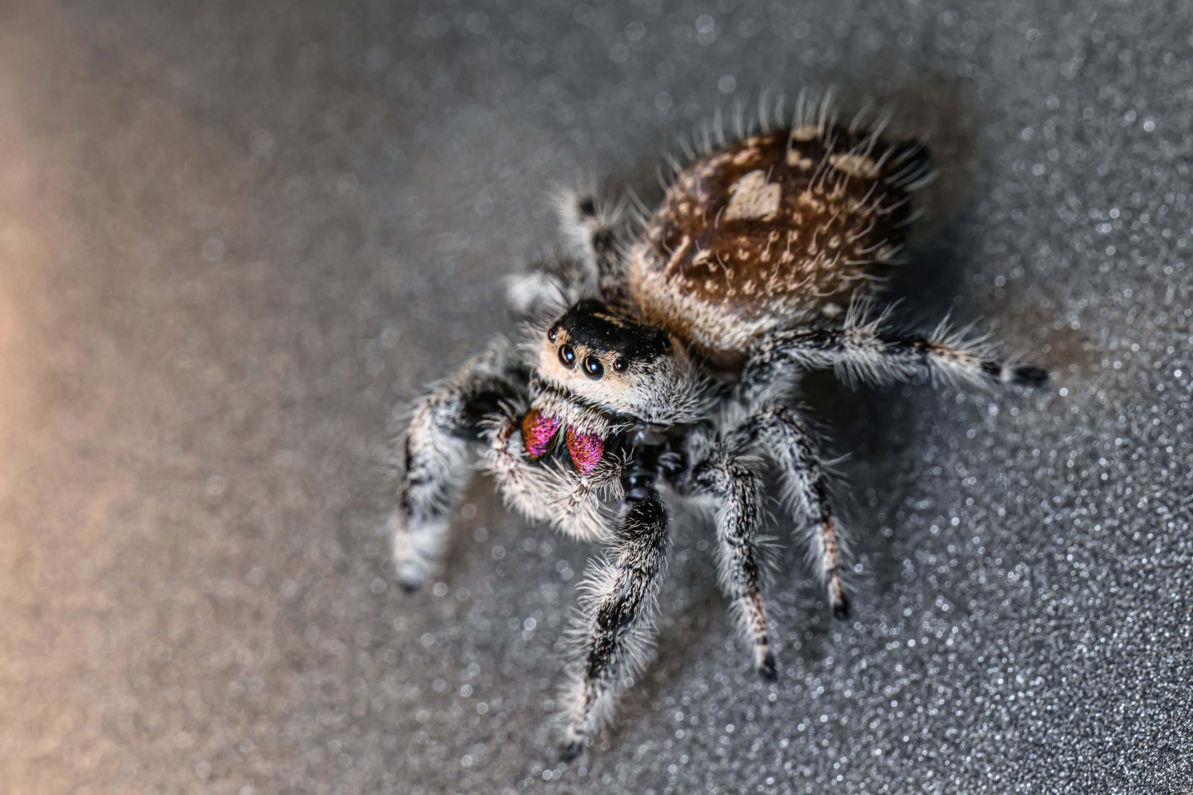 Mit den großen Augen hat dich die Springspinne perfekt im Blick.