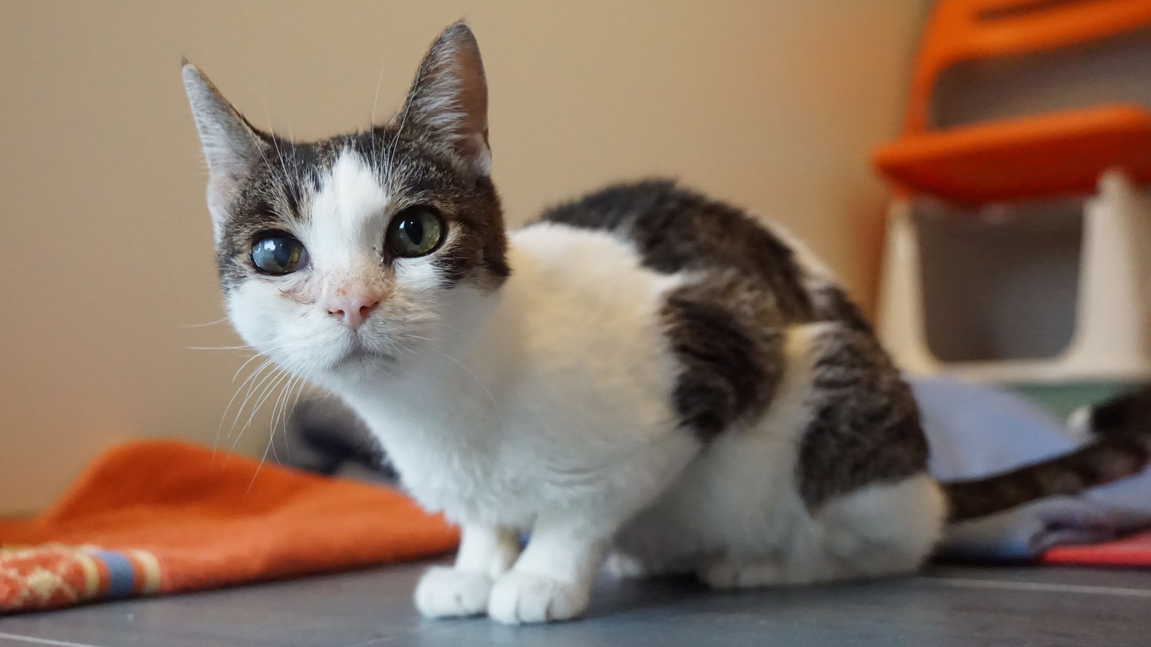 Conny erobert mit ihrer neugierigen, aufgeweckten Art Herzen im Sturm..