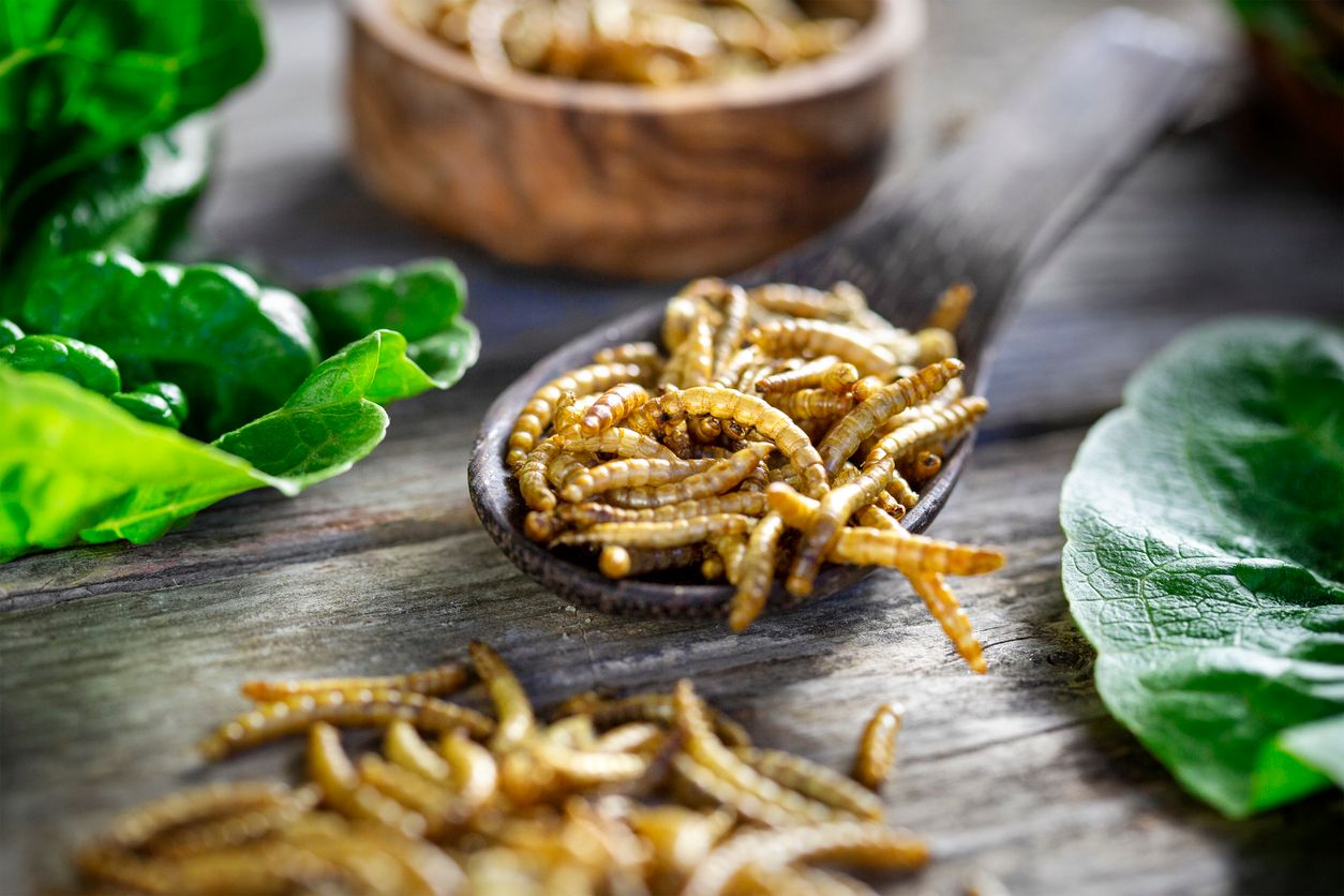 Ab dem 10. Februar darf Mehlwurmpulver offiziell in Lebensmitteln verarbeitet werden.