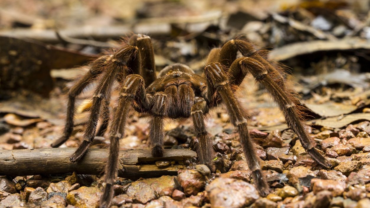 Mit einer Bein-zu-Bein Länge von 30 Zentimetern ist die "Goliath-Vogelspinne" die größte Spinne der Welt. 