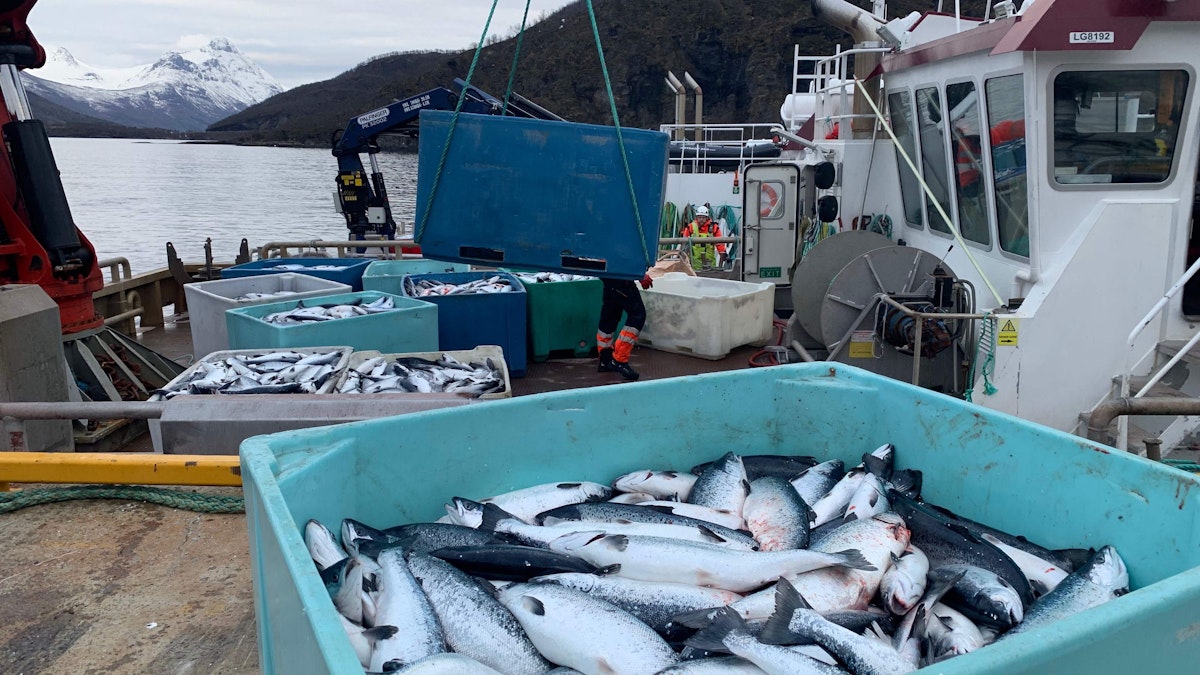 43,20 Euro pro Fisch – Firma zahlt Kopfgeld für 27.000 entwischte ...