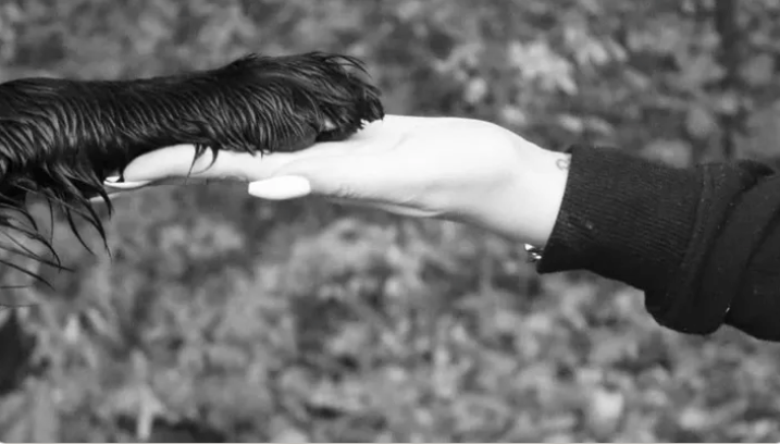 Caros Hand mit der Pfote eines ihrer Hunde – die großherzige Teenagerin stürzte vergangenen Donnerstag in den Tod.