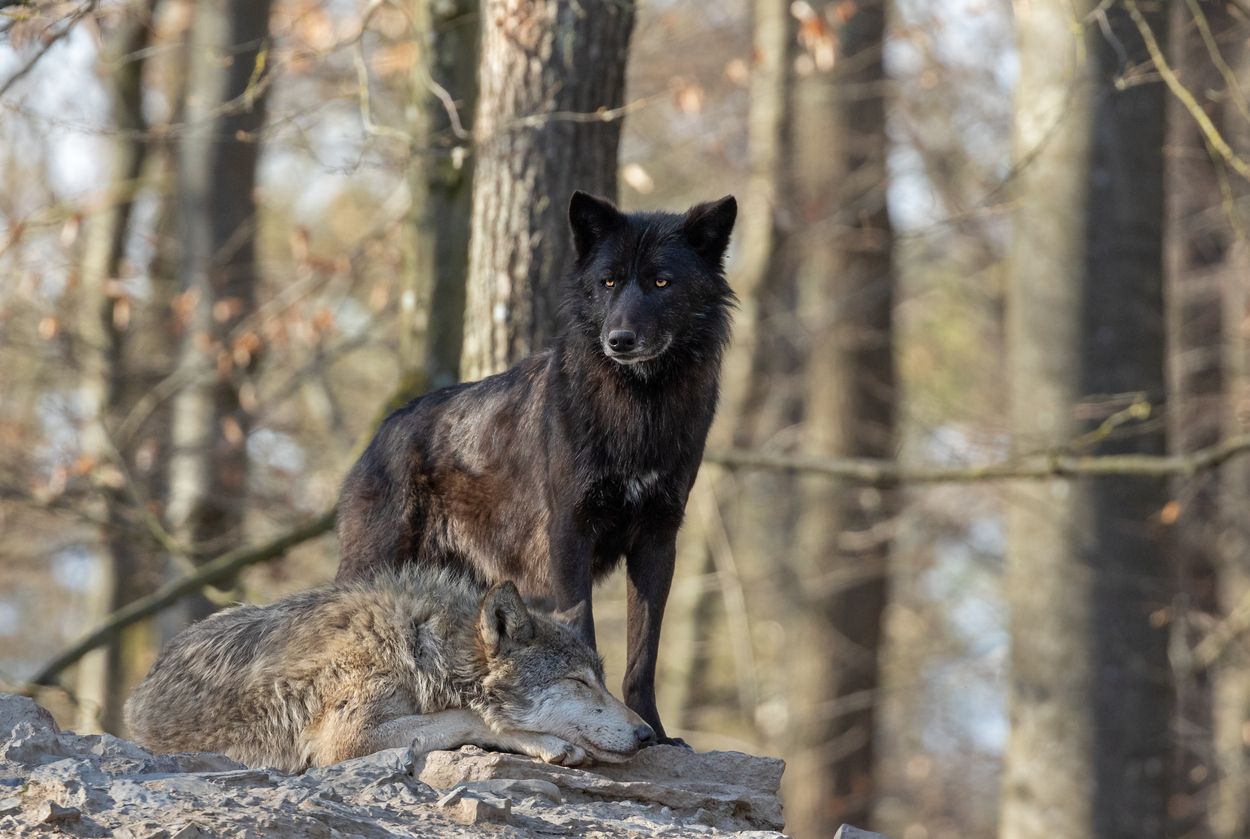 In Europa ist die genetische Vielfalt für schwarze Wölfe fast zu klein.