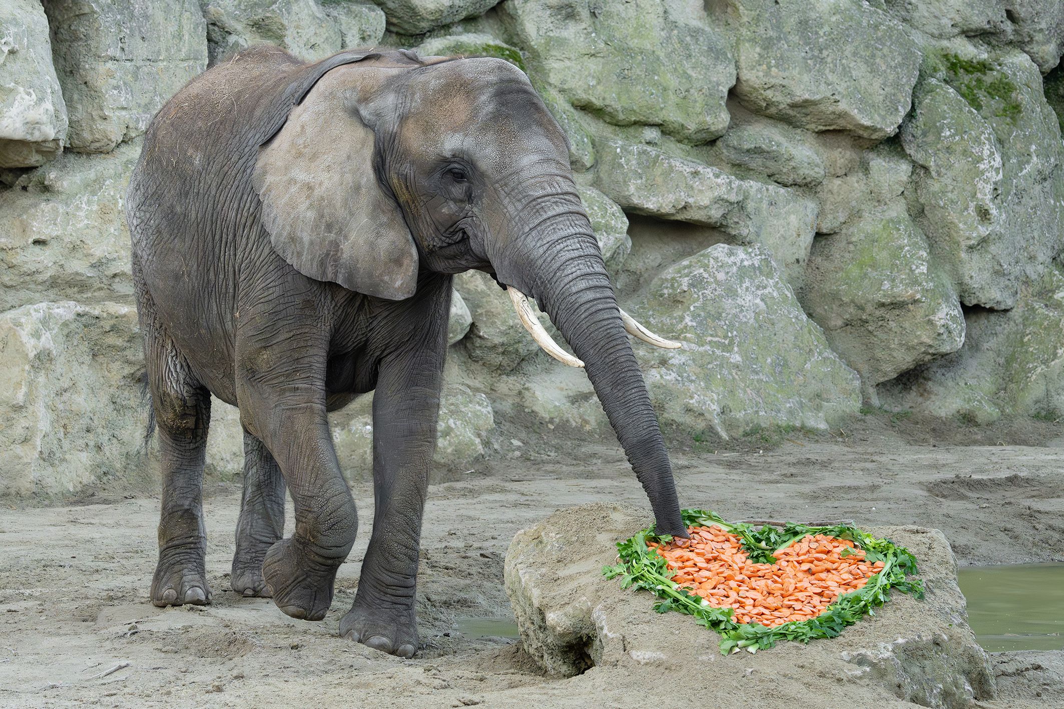 Das Elefanten-Dinner in Herzform gehört freilich dazu.