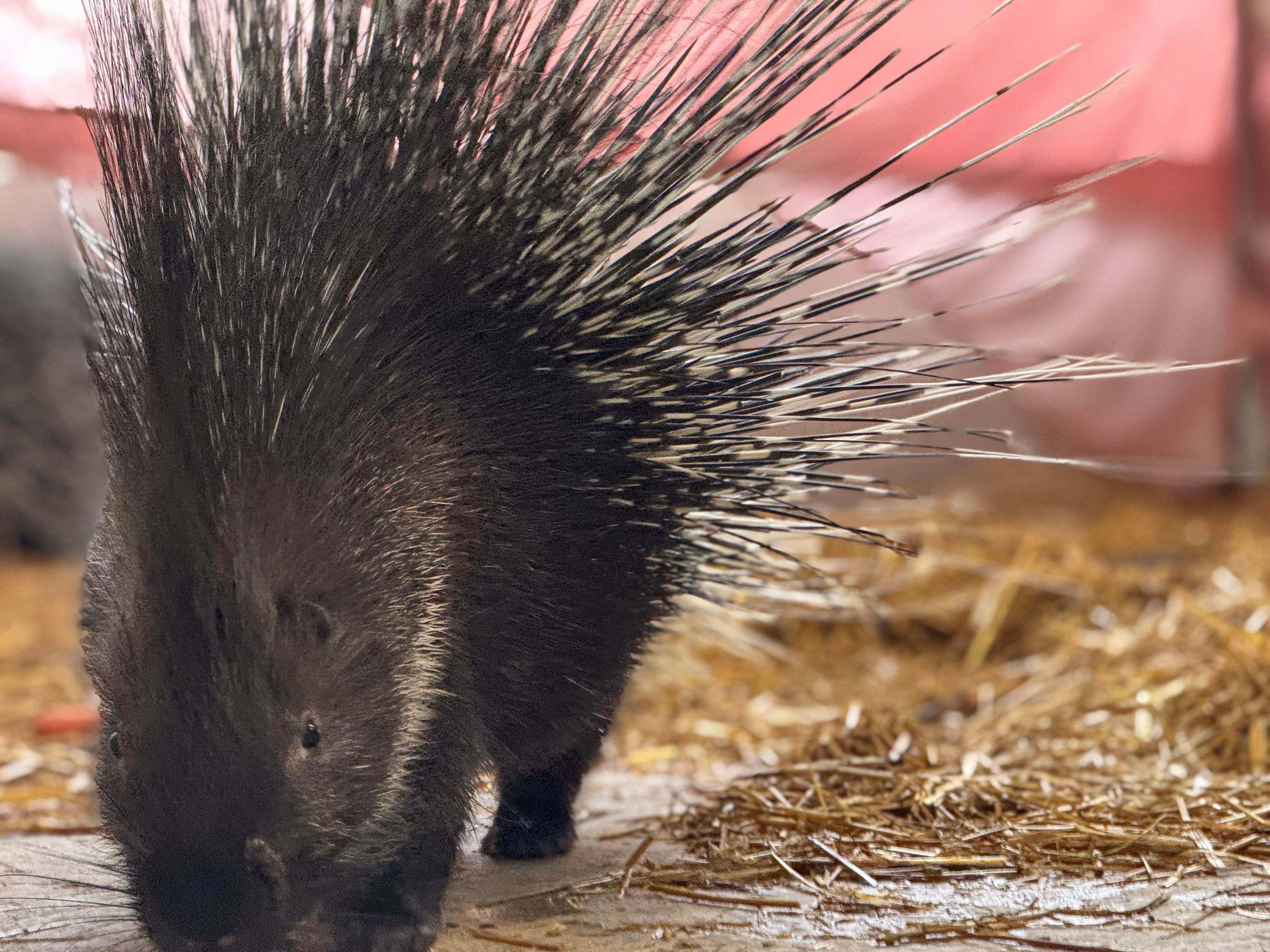 Der stachelige Zuwachs im Tierschutzhaus Vösendorf ist unvergleichlich.