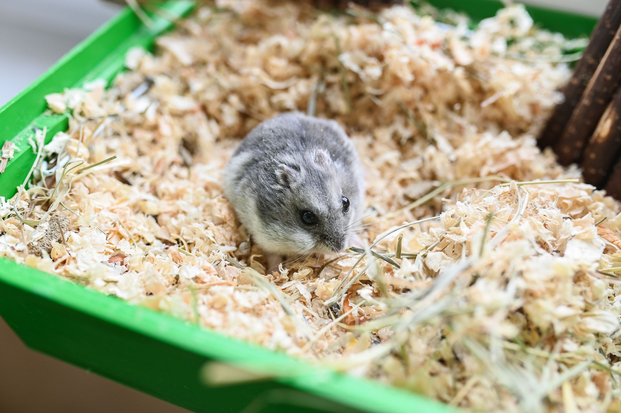 Die Überreste des Hamsters befanden sich in einer Holzbox. (Symbolbild)