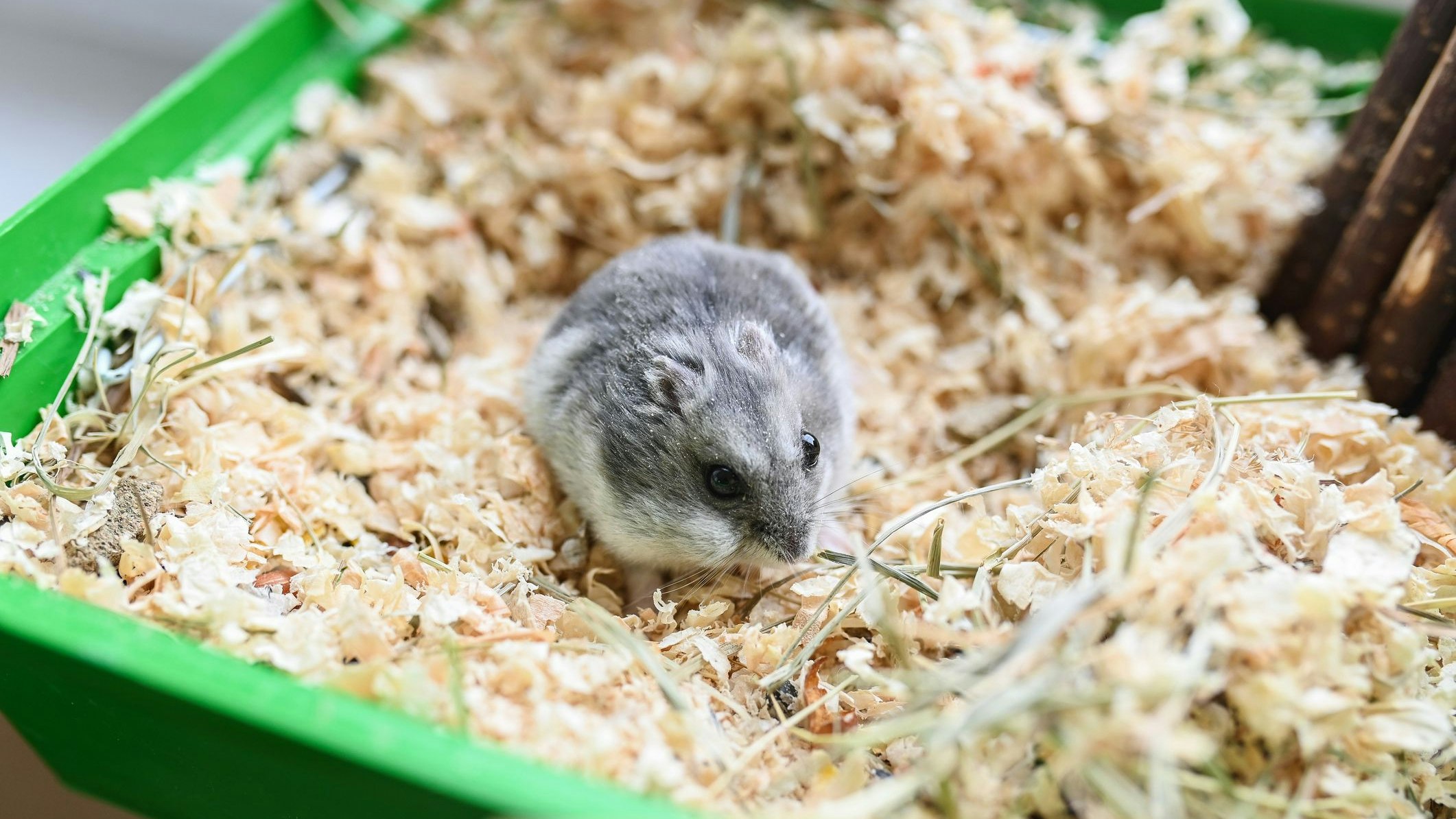 Die Überreste des Hamsters befanden sich in einer Holzbox. (Symbolbild)