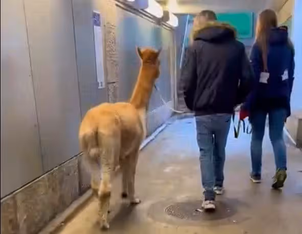 Seelenruhig war dieses merkwürdige Trio am Bahnhof unterwegs.