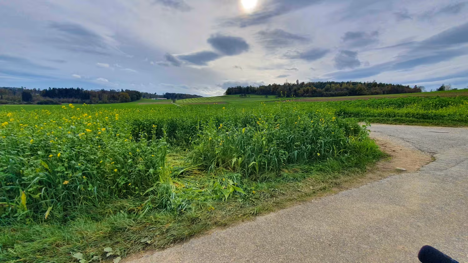 In dieses Feld bei Rickenbach zerrte der mutmaßliche Vergewaltiger sein Opfer.