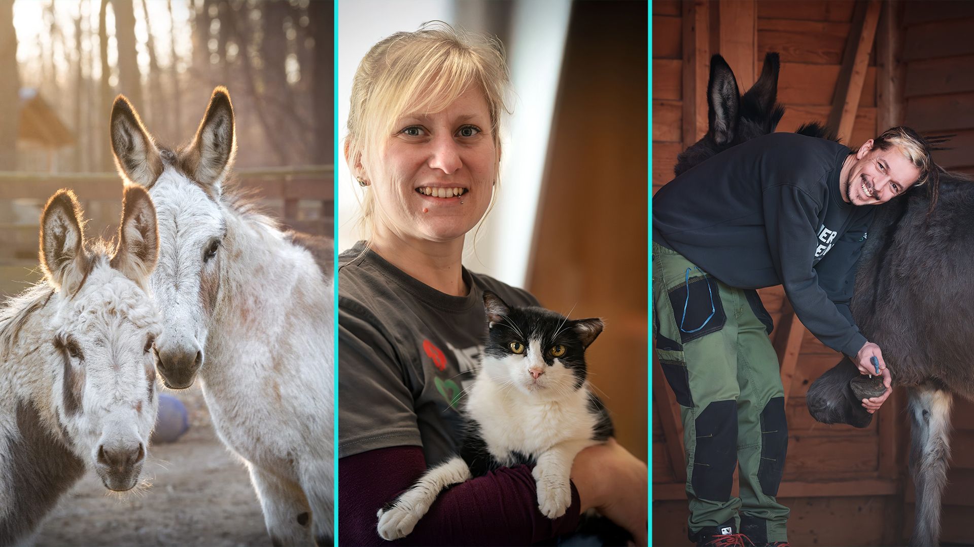 Viele Tiere würden sich am Assisi-Hof in Stockerau über eine Patenschaft freuen.