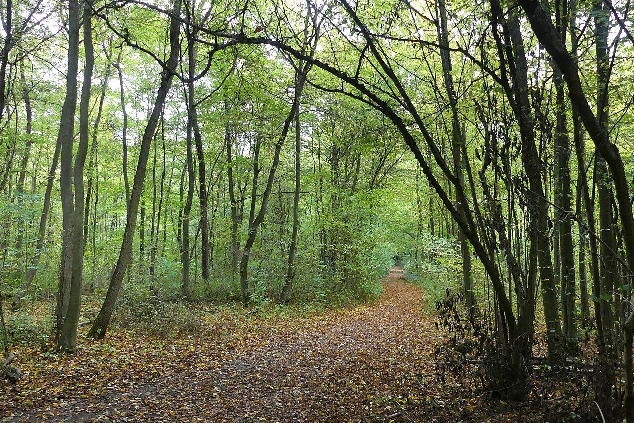 Ein Paradies für Spaziergänger und Jogger: Der Ober-Olmer Wald bei Mainz in Rheinland-Pfalz.