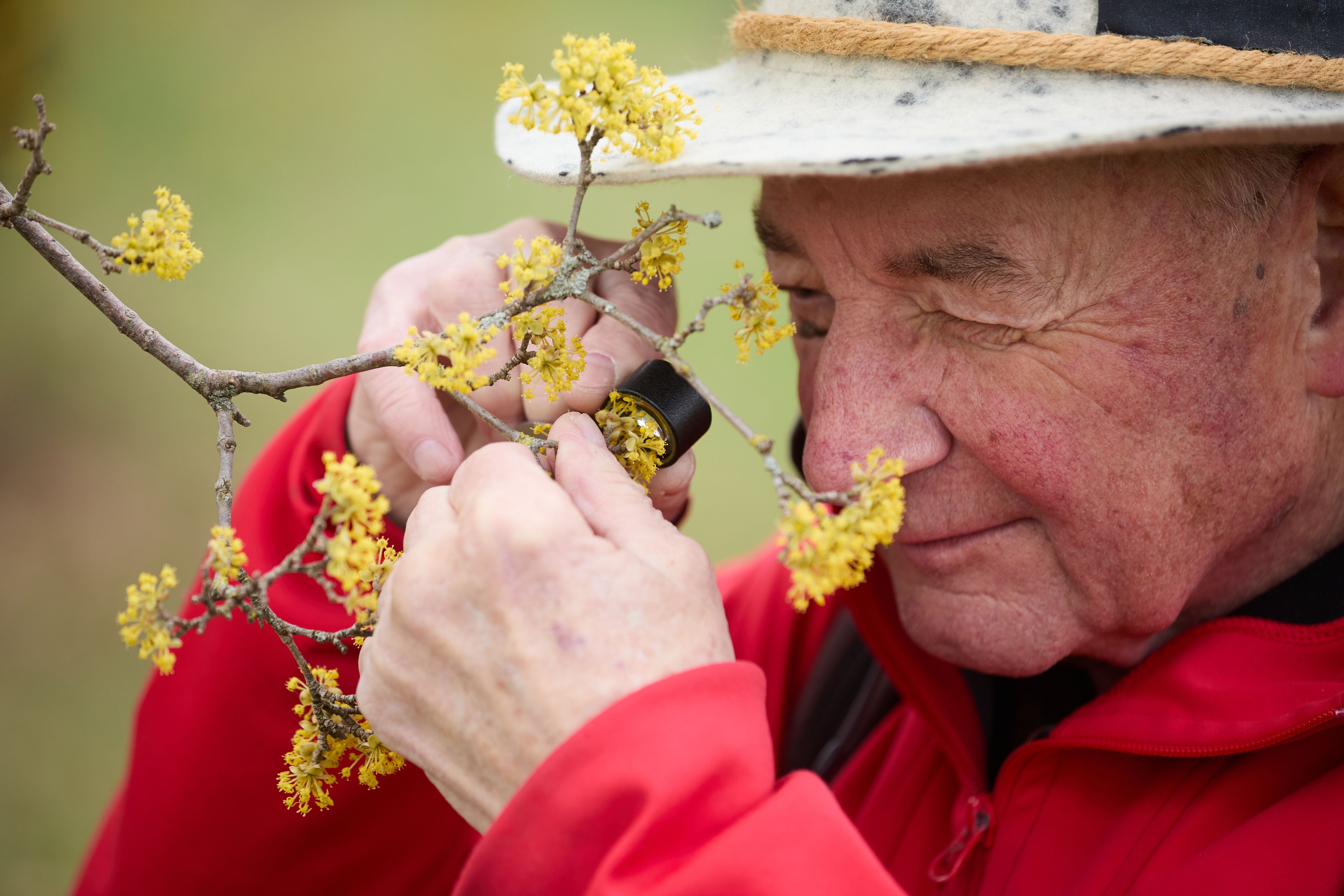 Die Blüte der Dirndlsträucher läutet im Pielachtal traditionell den Frühling ein
