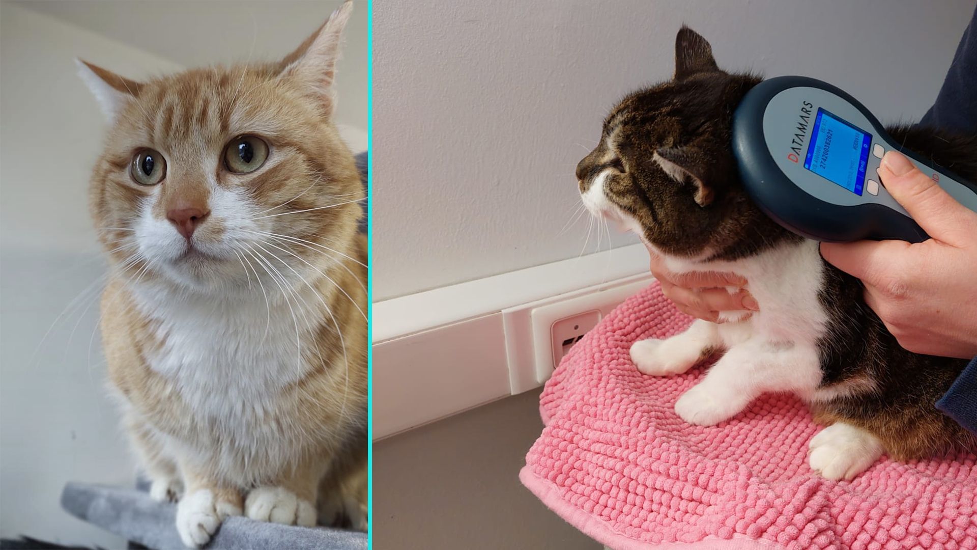 Auch bei den Gesetzen zu Katzen gibt es noch einiges zu tun.