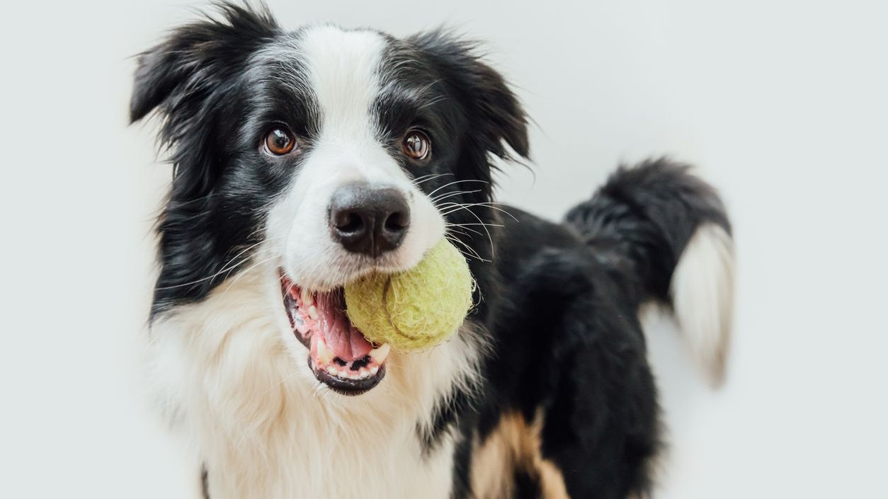 So gewinnst du die Aufmerksamkeit deines Hundes