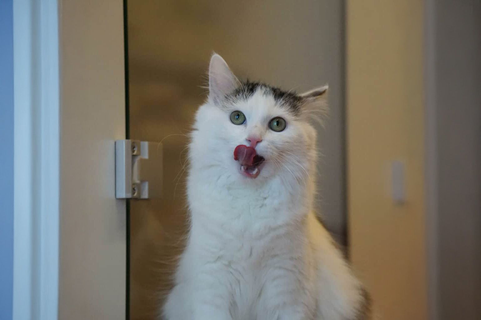 Heute.at - Trotz schwerer Krankheit – Lysator sucht neues Heim