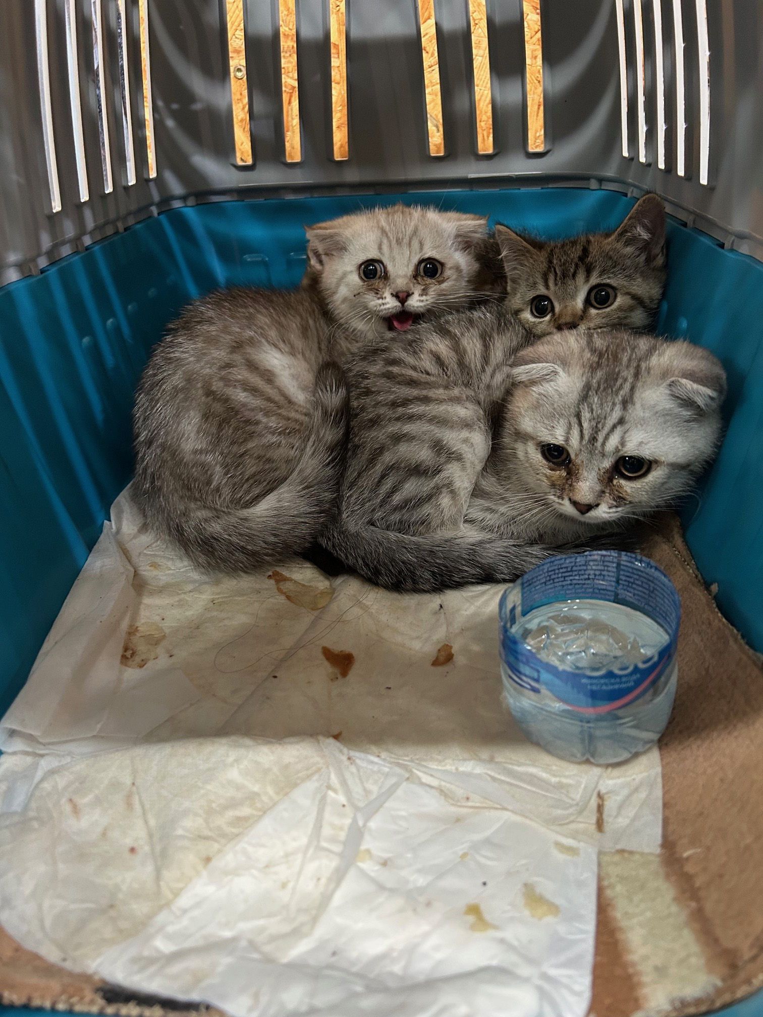 Heute.at - Schmuggel-Rekord – 138 Tiere durch Zollamt gerettet